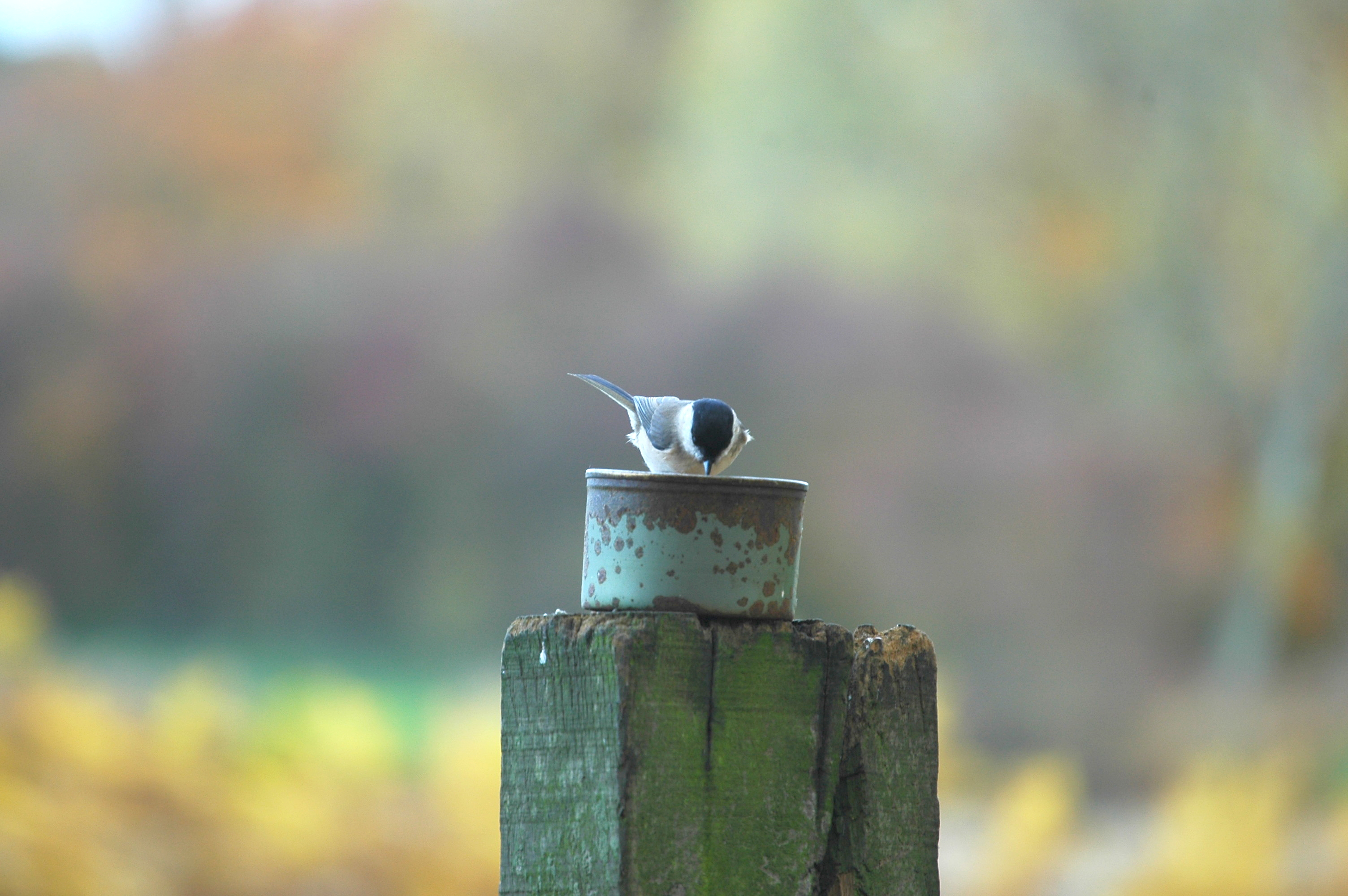photos/wildlife/Bird_Species/168-Tits-Chickadees/7610-Marsh_Tit/DSC_3971.JPG