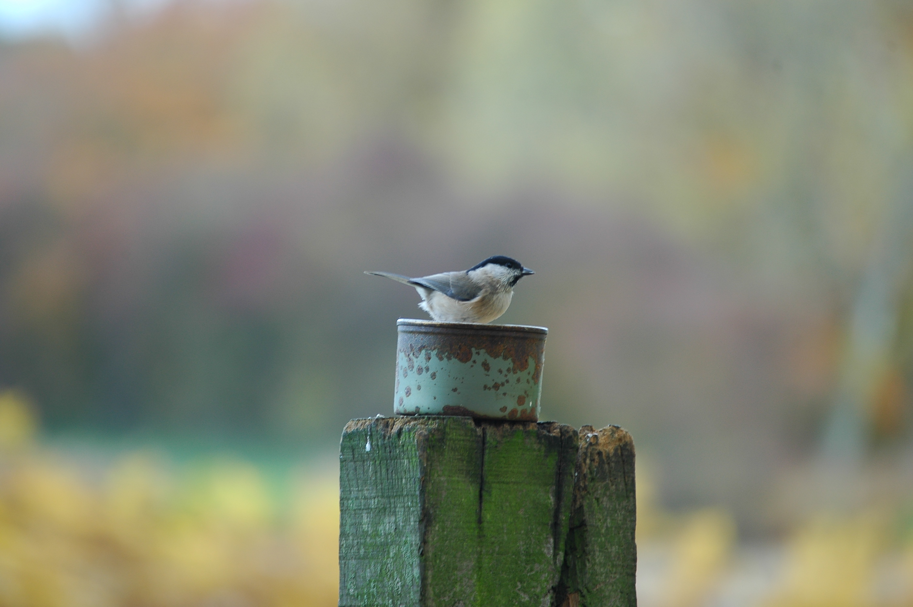 photos/wildlife/Bird_Species/168-Tits-Chickadees/7610-Marsh_Tit/DSC_3972.JPG