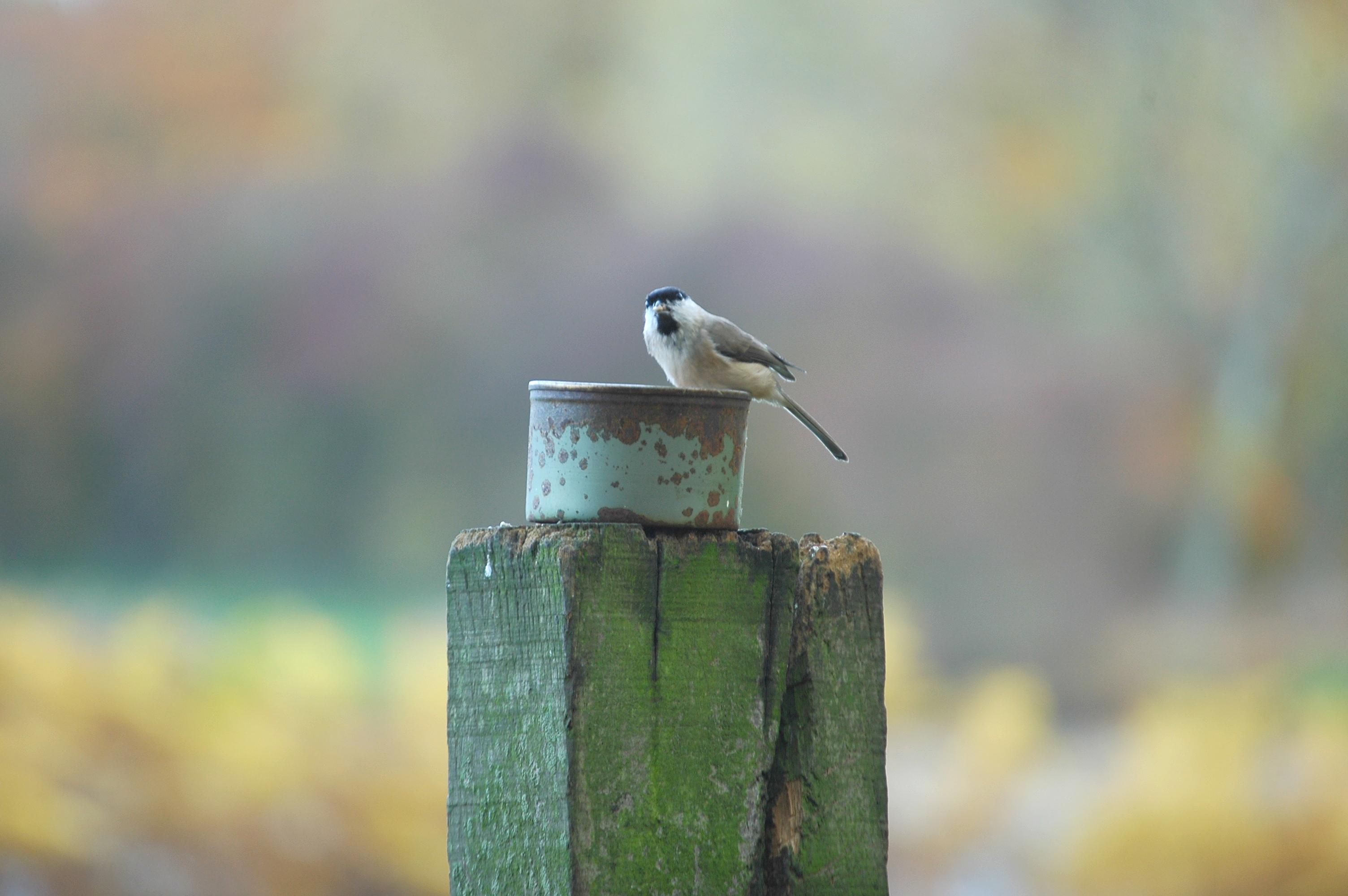 photos/wildlife/Bird_Species/168-Tits-Chickadees/7610-Marsh_Tit/DSC_3979.JPG