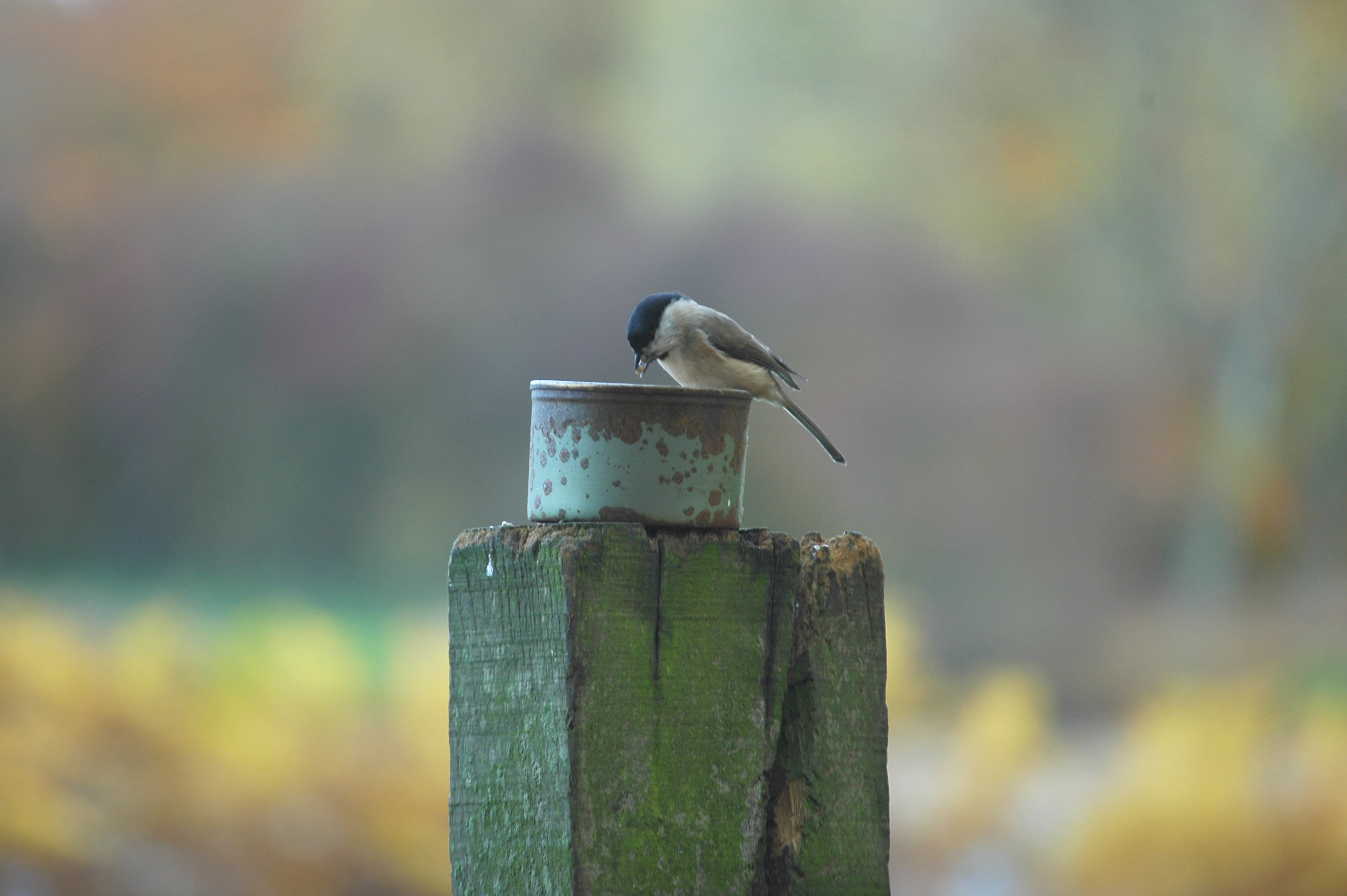 photos/wildlife/Bird_Species/168-Tits-Chickadees/7610-Marsh_Tit/DSC_3980.JPG