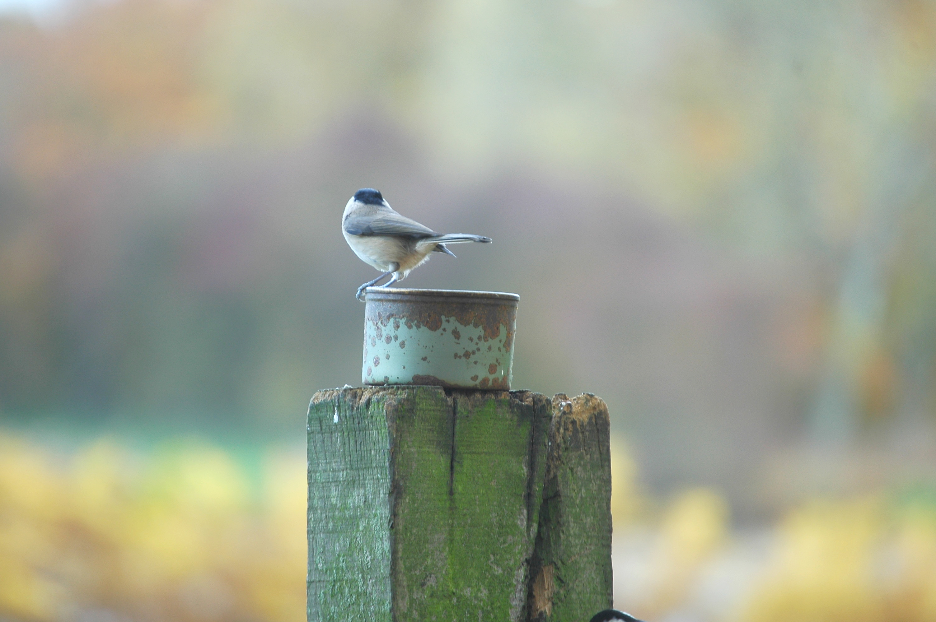 photos/wildlife/Bird_Species/168-Tits-Chickadees/7610-Marsh_Tit/DSC_3982.JPG