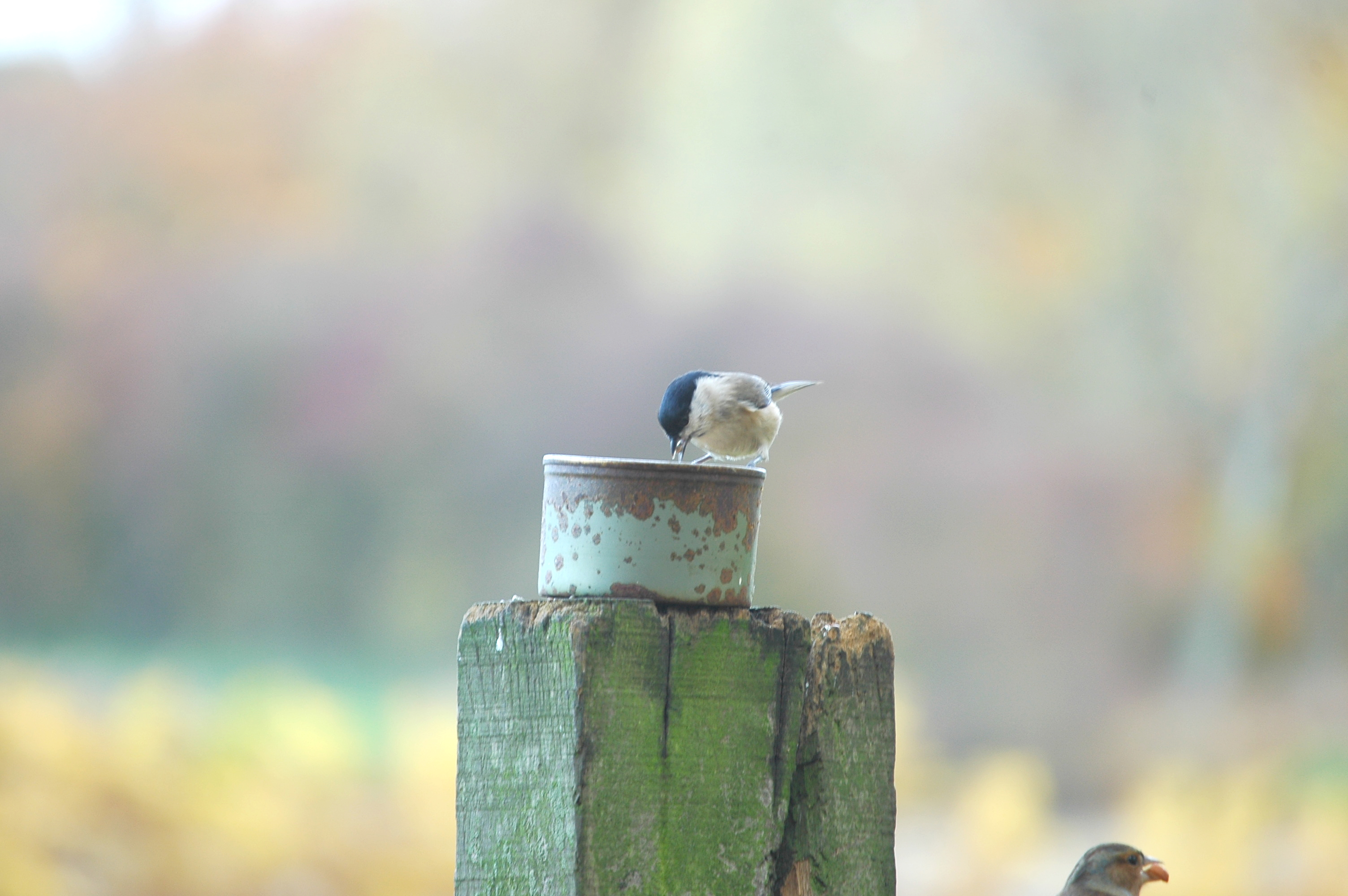 photos/wildlife/Bird_Species/168-Tits-Chickadees/7610-Marsh_Tit/DSC_3987.JPG