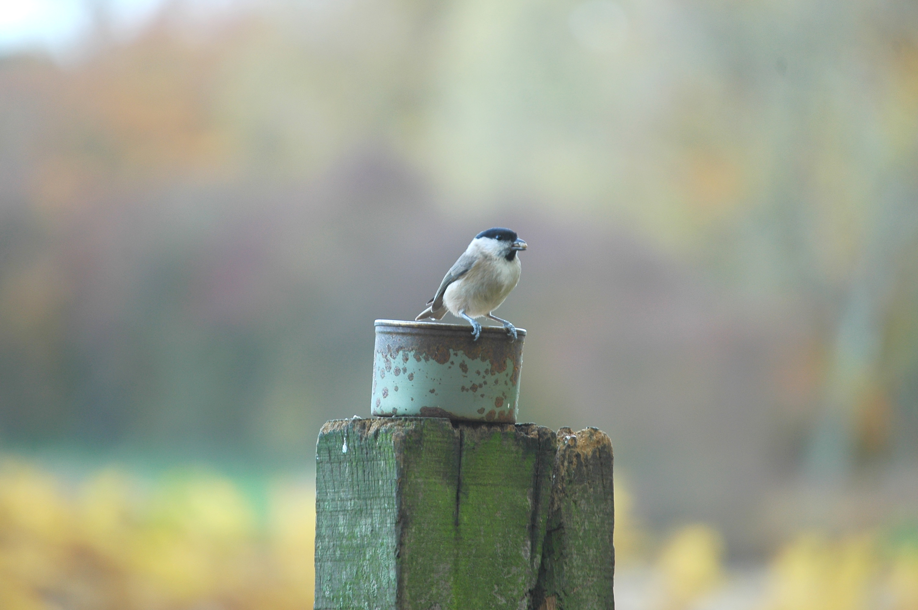 photos/wildlife/Bird_Species/168-Tits-Chickadees/7610-Marsh_Tit/DSC_3988.JPG
