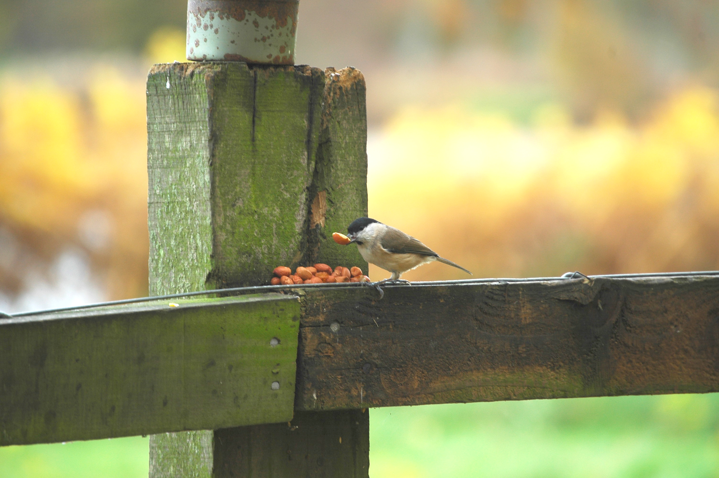 photos/wildlife/Bird_Species/168-Tits-Chickadees/7610-Marsh_Tit/DSC_4019.JPG