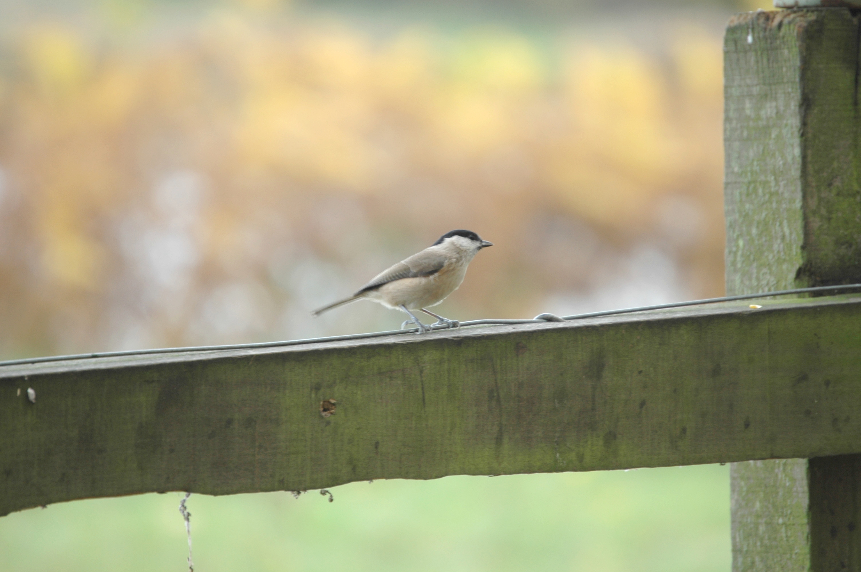 photos/wildlife/Bird_Species/168-Tits-Chickadees/7610-Marsh_Tit/DSC_4028.JPG