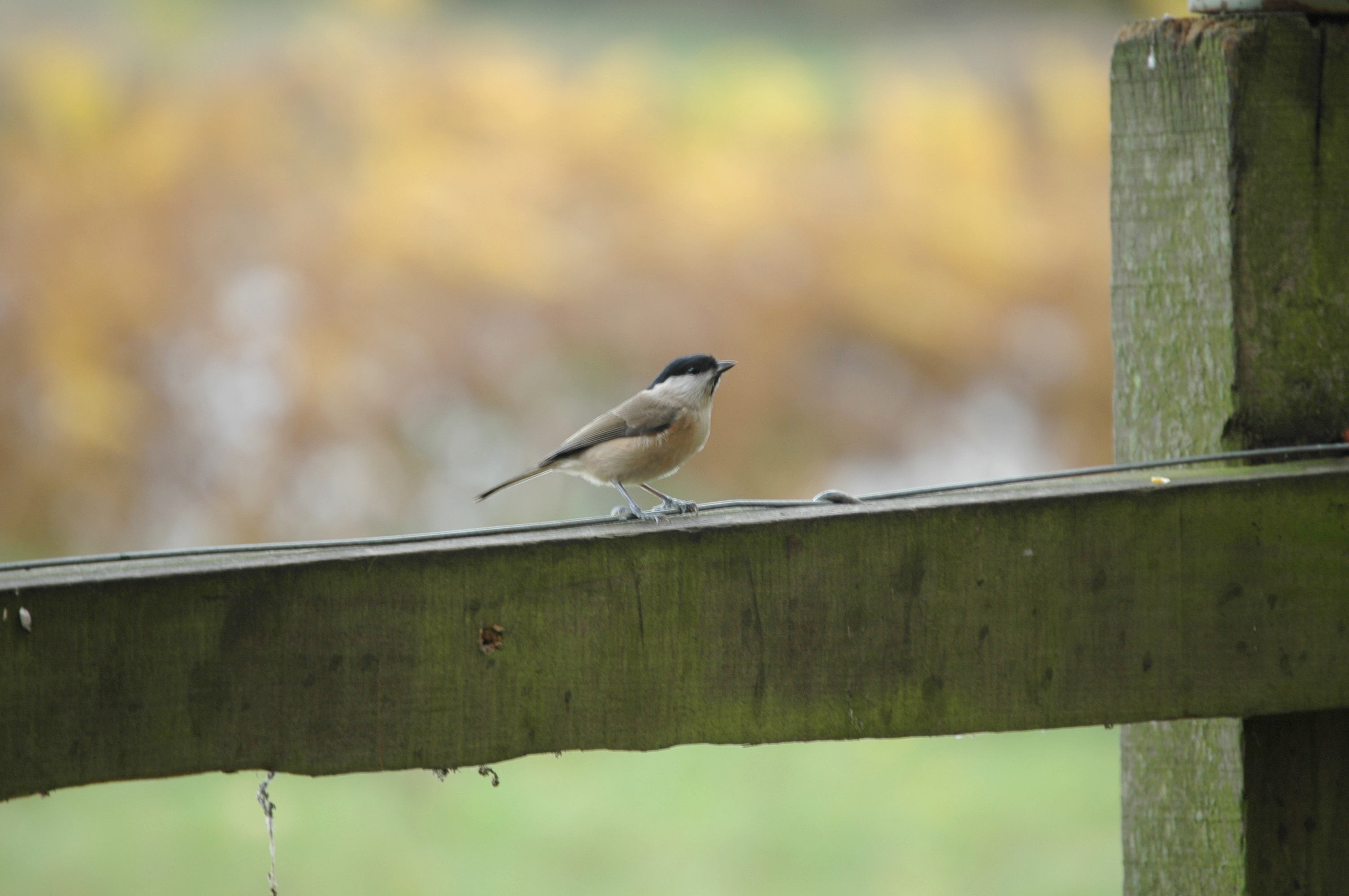 photos/wildlife/Bird_Species/168-Tits-Chickadees/7610-Marsh_Tit/DSC_4029.JPG