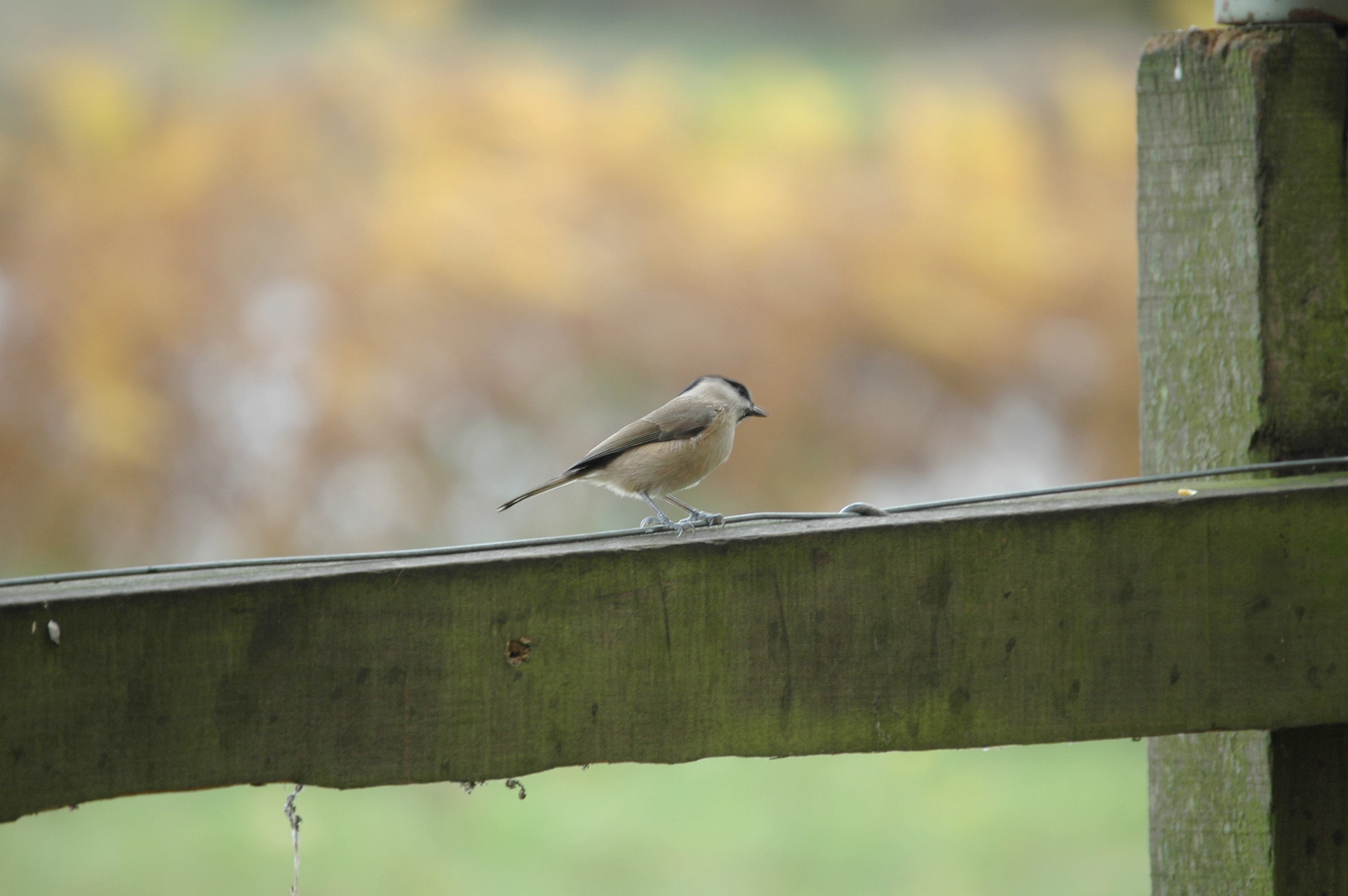 photos/wildlife/Bird_Species/168-Tits-Chickadees/7610-Marsh_Tit/DSC_4030.JPG