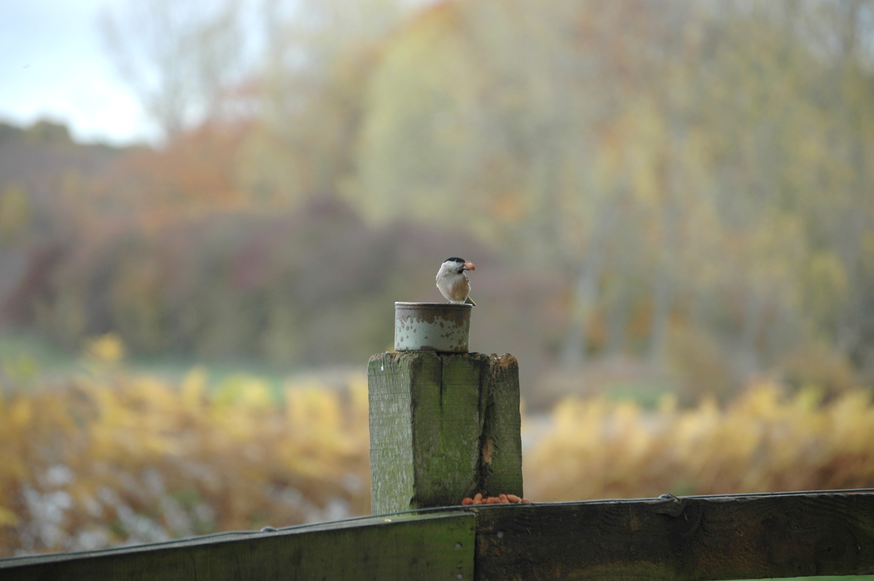 photos/wildlife/Bird_Species/168-Tits-Chickadees/7610-Marsh_Tit/DSC_4036.JPG