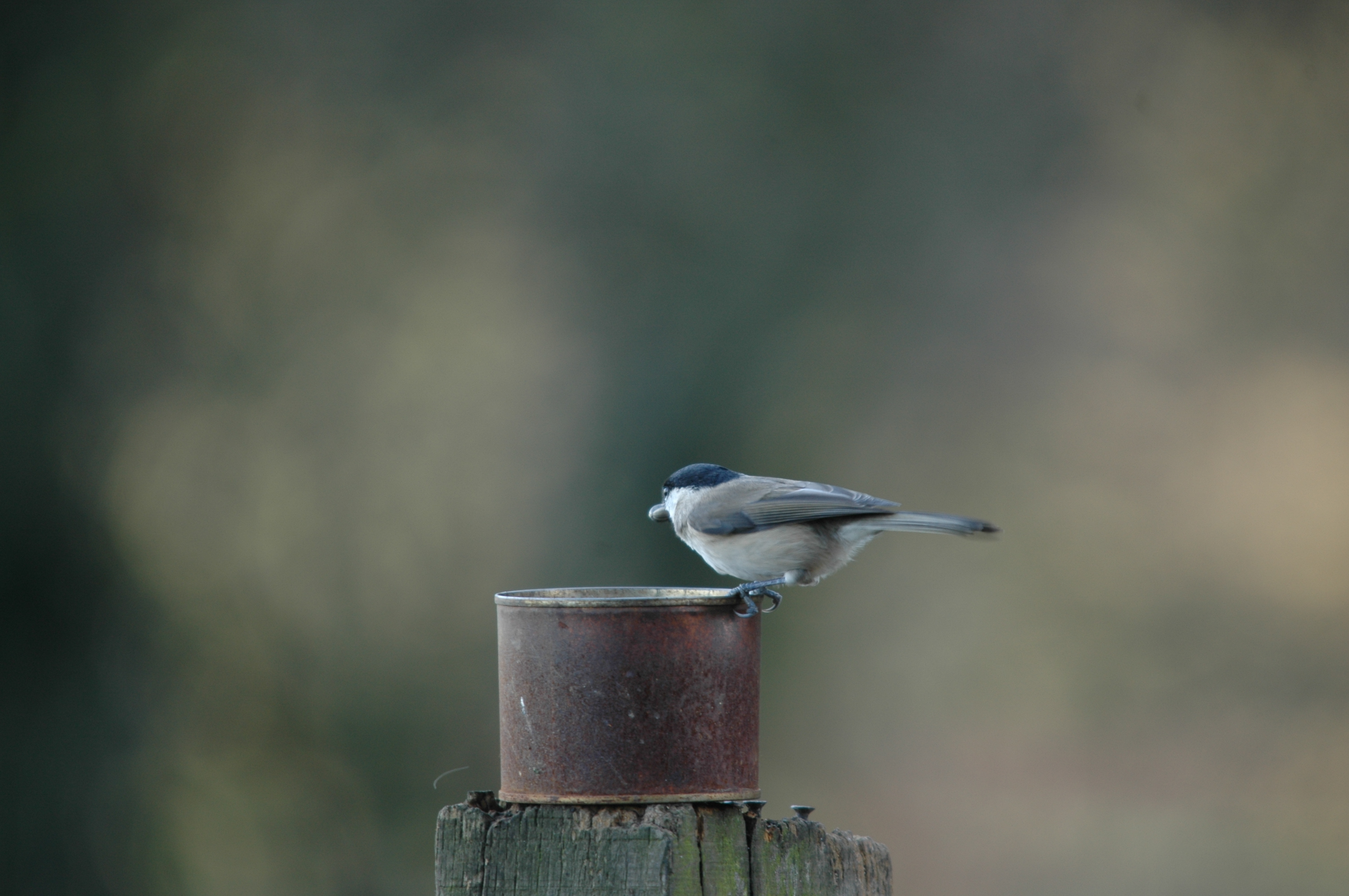 photos/wildlife/Bird_Species/168-Tits-Chickadees/7610-Marsh_Tit/DSC_4292.JPG