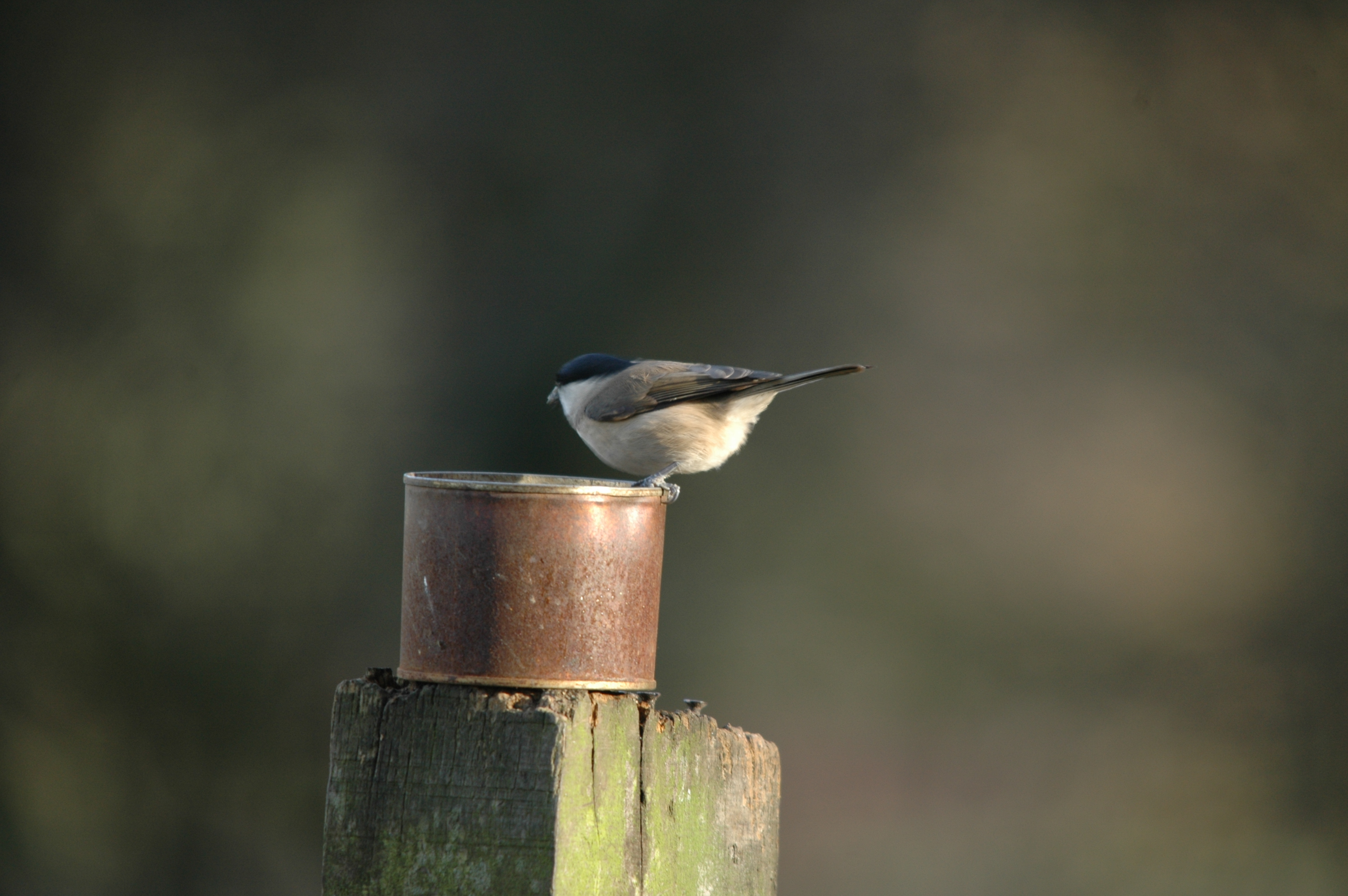 photos/wildlife/Bird_Species/168-Tits-Chickadees/7610-Marsh_Tit/DSC_4310.JPG