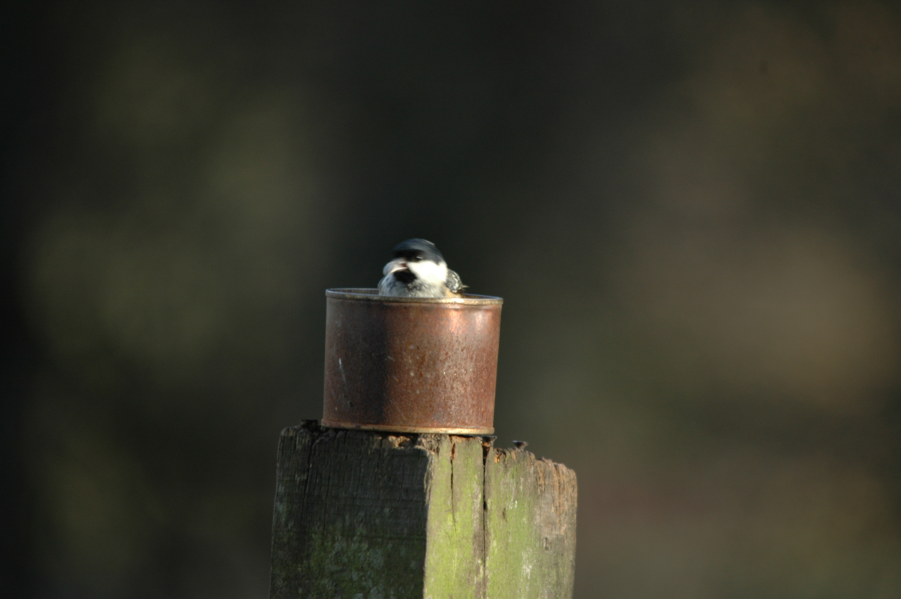 photos/wildlife/Bird_Species/168-Tits-Chickadees/7610-Marsh_Tit/DSC_4311.JPG