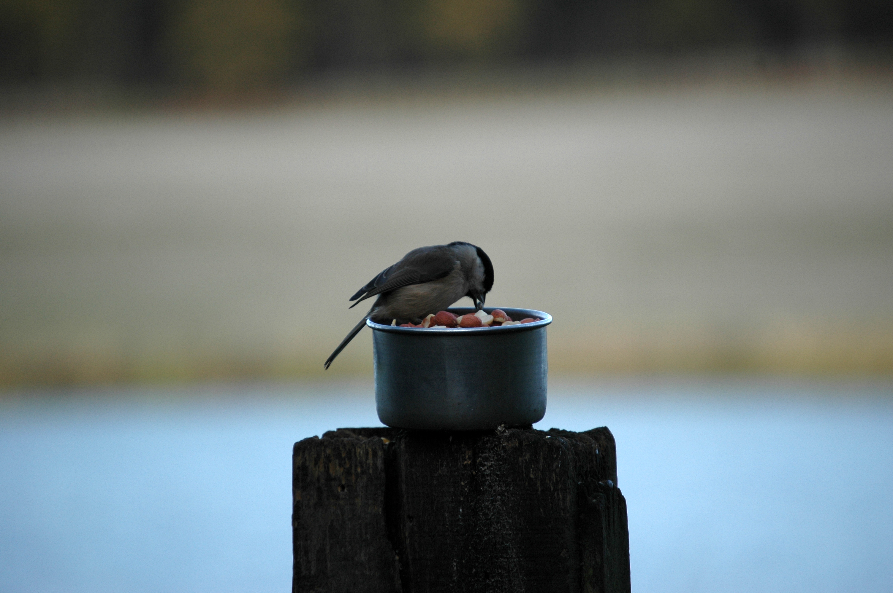 photos/wildlife/Bird_Species/168-Tits-Chickadees/7610-Marsh_Tit/DSC_4353.JPG