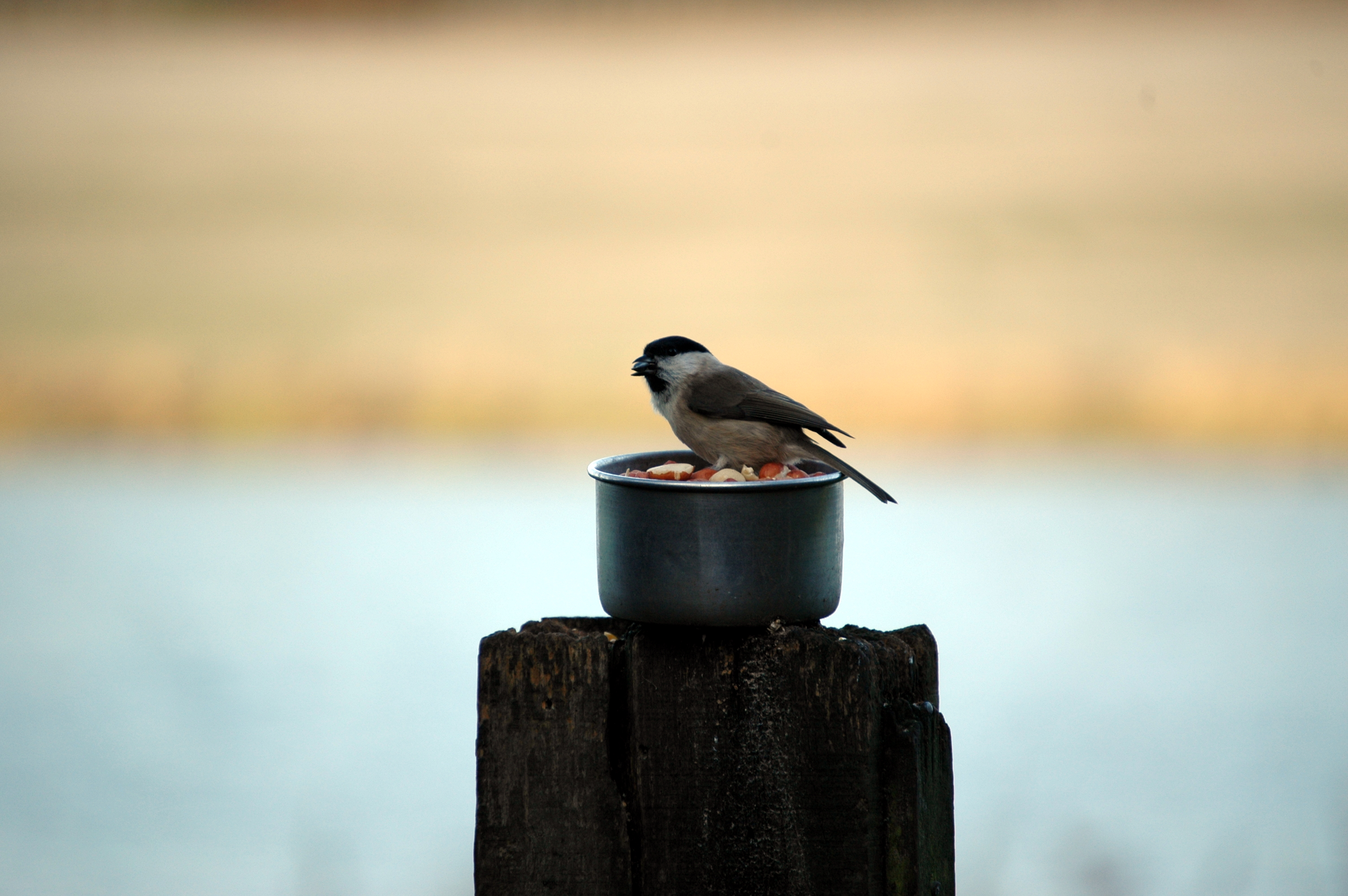 photos/wildlife/Bird_Species/168-Tits-Chickadees/7610-Marsh_Tit/DSC_4357.JPG