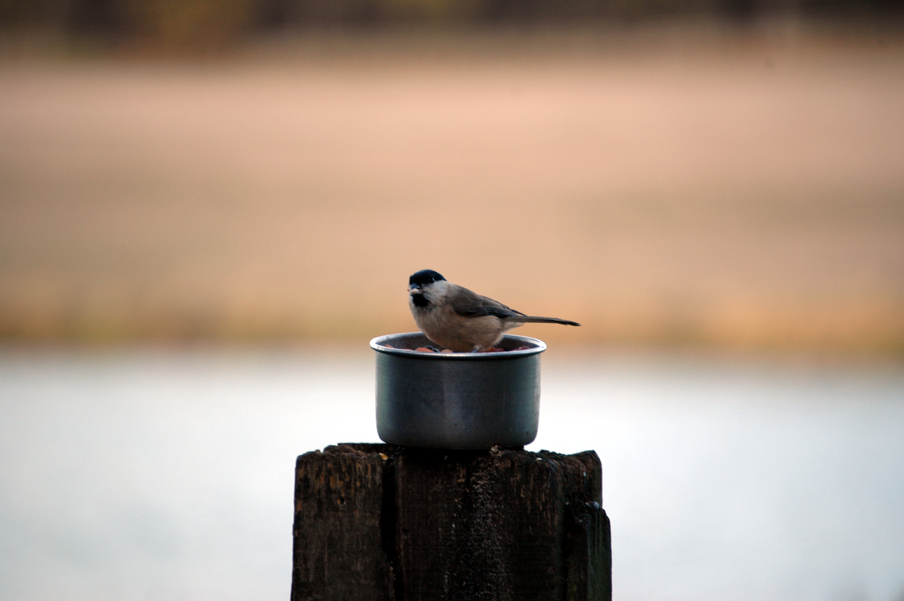 photos/wildlife/Bird_Species/168-Tits-Chickadees/7610-Marsh_Tit/DSC_4369.JPG