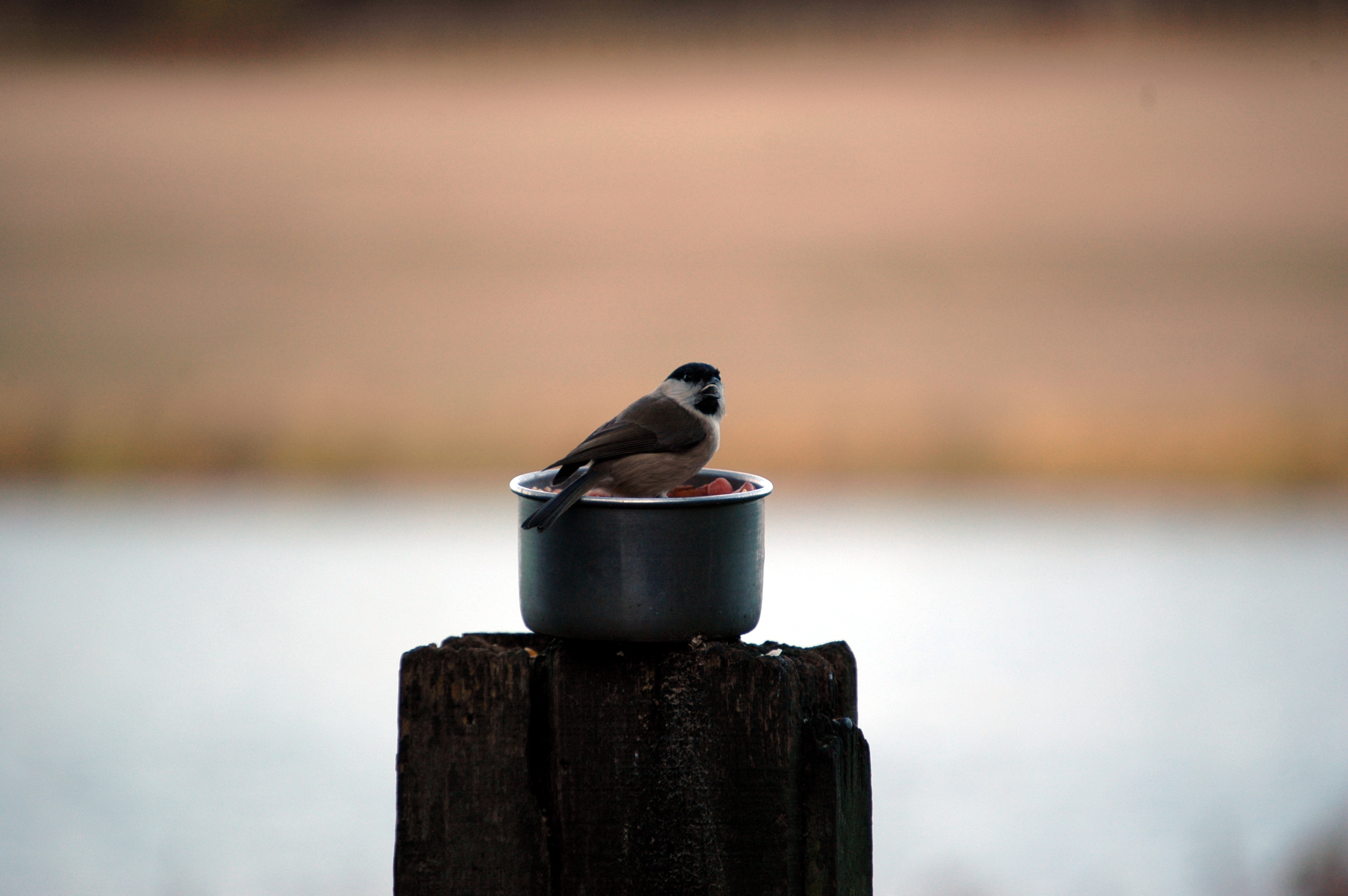 photos/wildlife/Bird_Species/168-Tits-Chickadees/7610-Marsh_Tit/DSC_4370.JPG