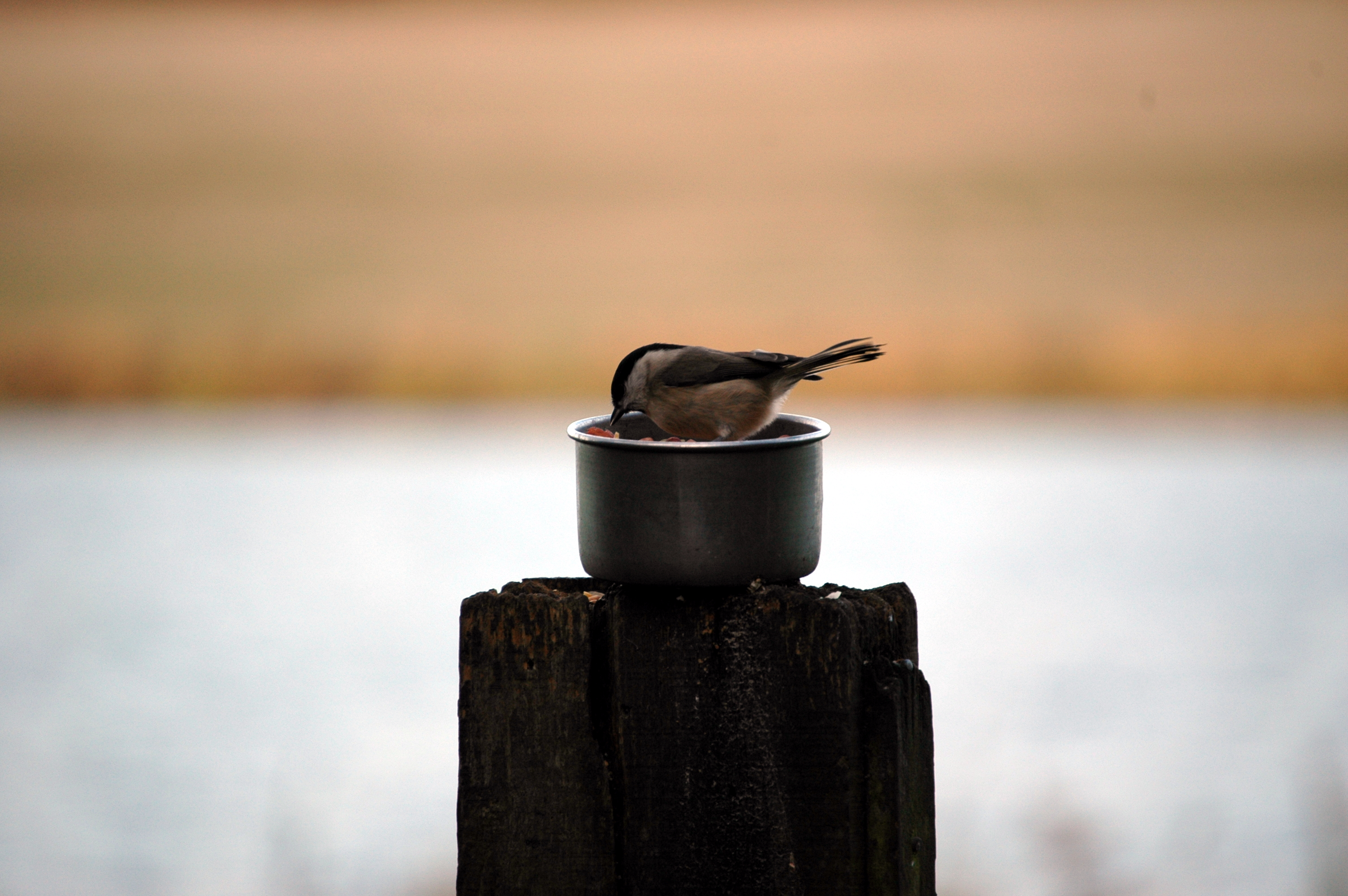 photos/wildlife/Bird_Species/168-Tits-Chickadees/7610-Marsh_Tit/DSC_4383.JPG