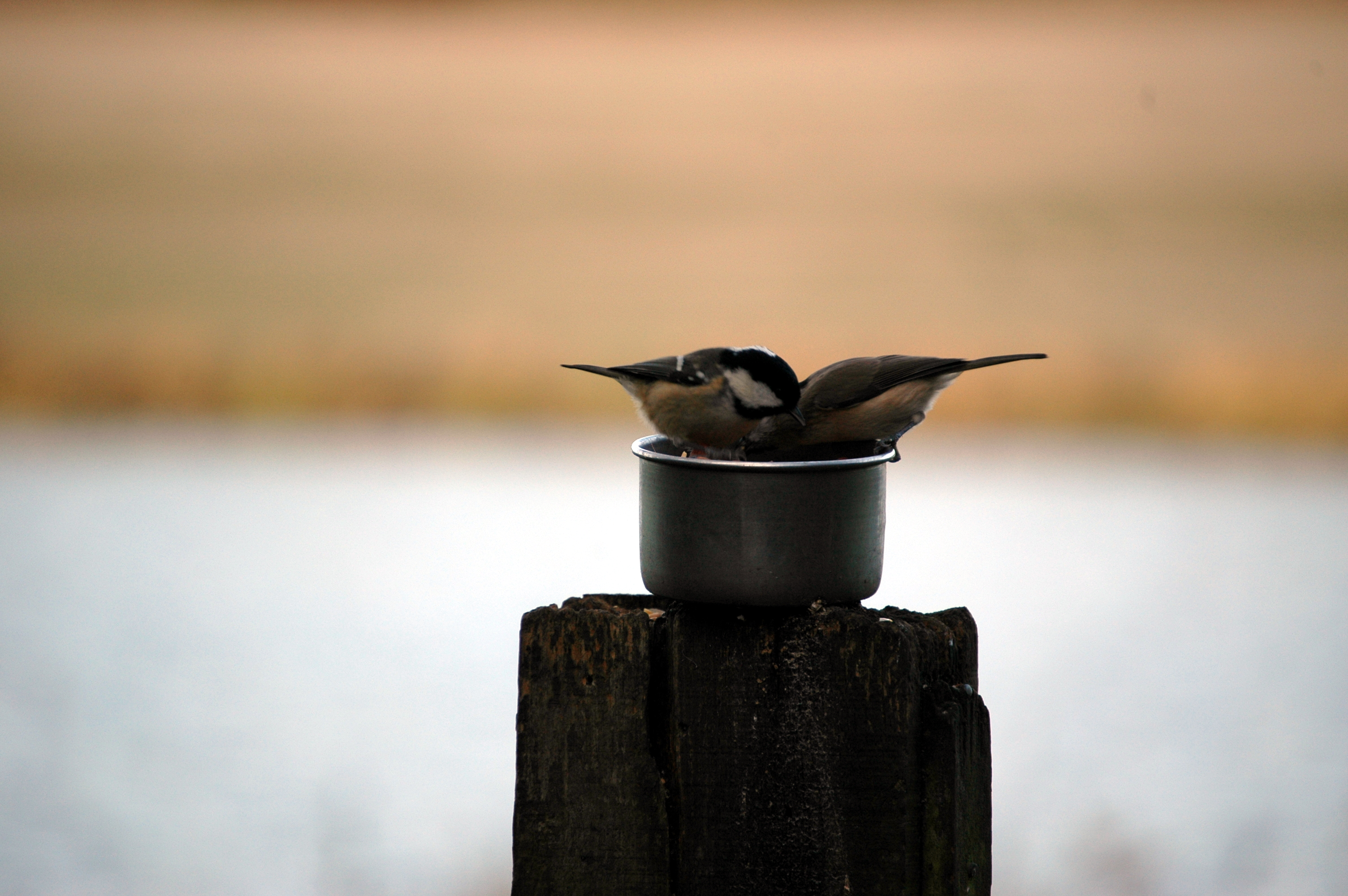photos/wildlife/Bird_Species/168-Tits-Chickadees/7610-Marsh_Tit/DSC_4385.JPG