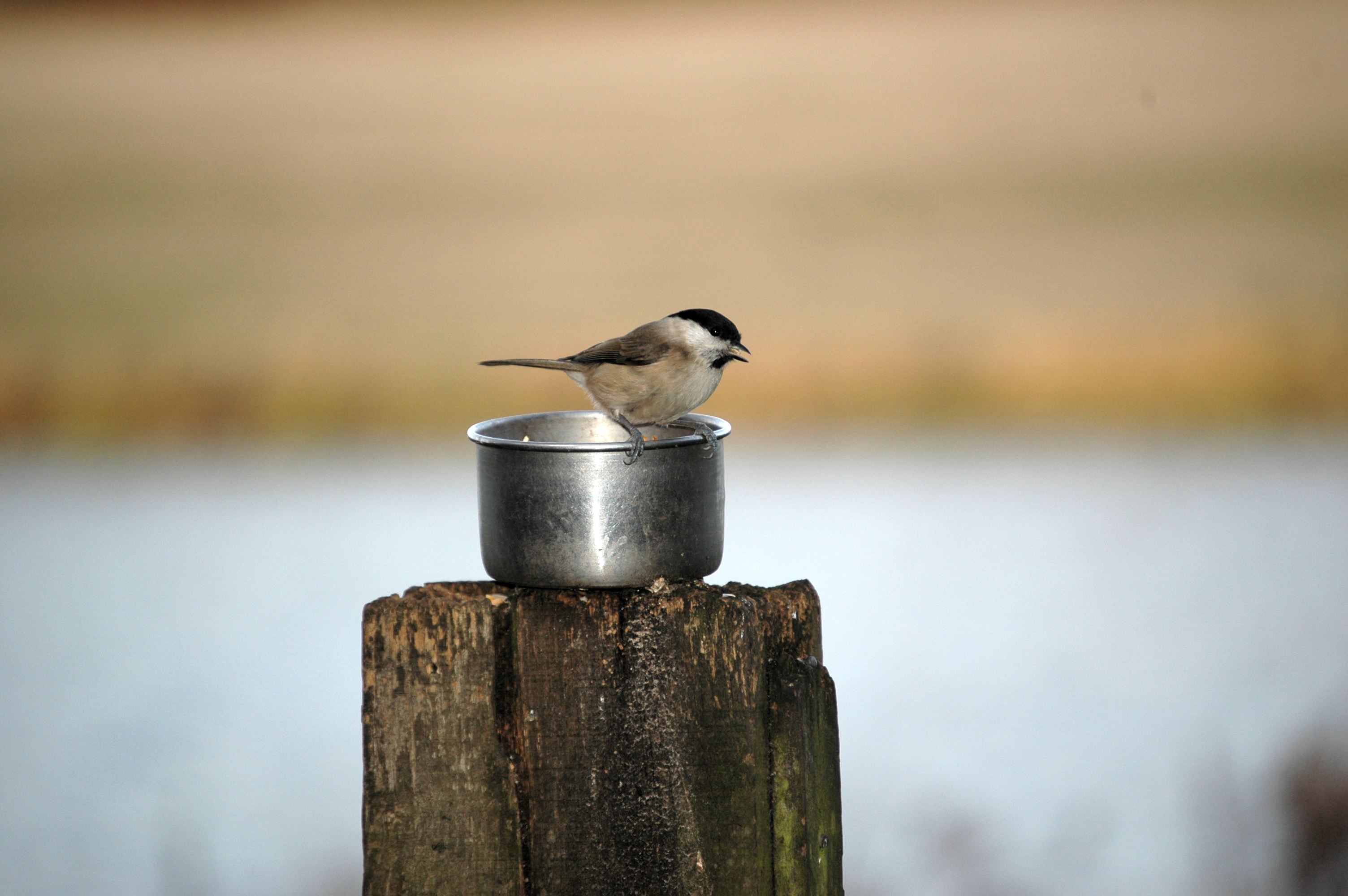 photos/wildlife/Bird_Species/168-Tits-Chickadees/7610-Marsh_Tit/DSC_4387.JPG