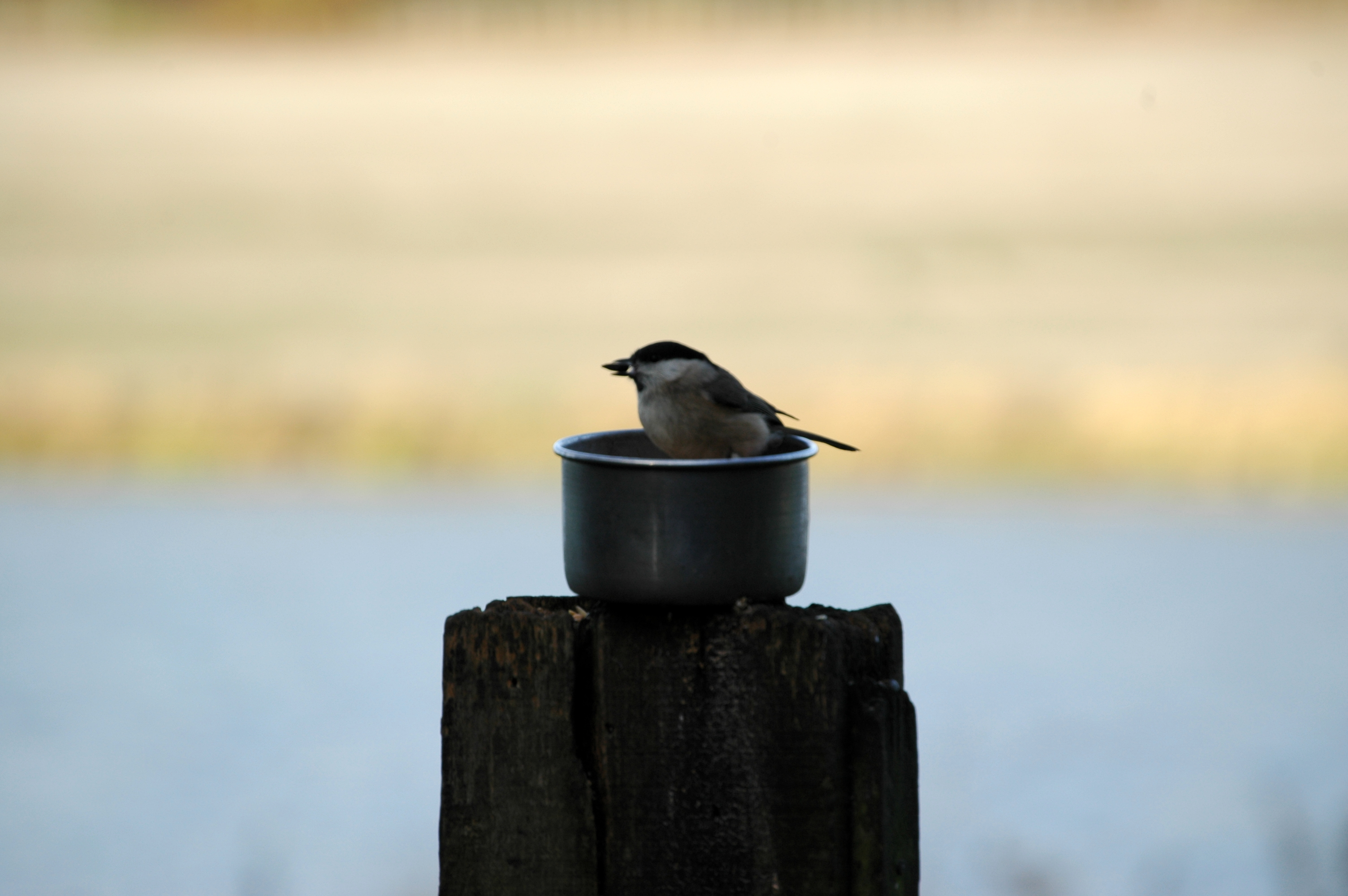 photos/wildlife/Bird_Species/168-Tits-Chickadees/7610-Marsh_Tit/DSC_4409.JPG
