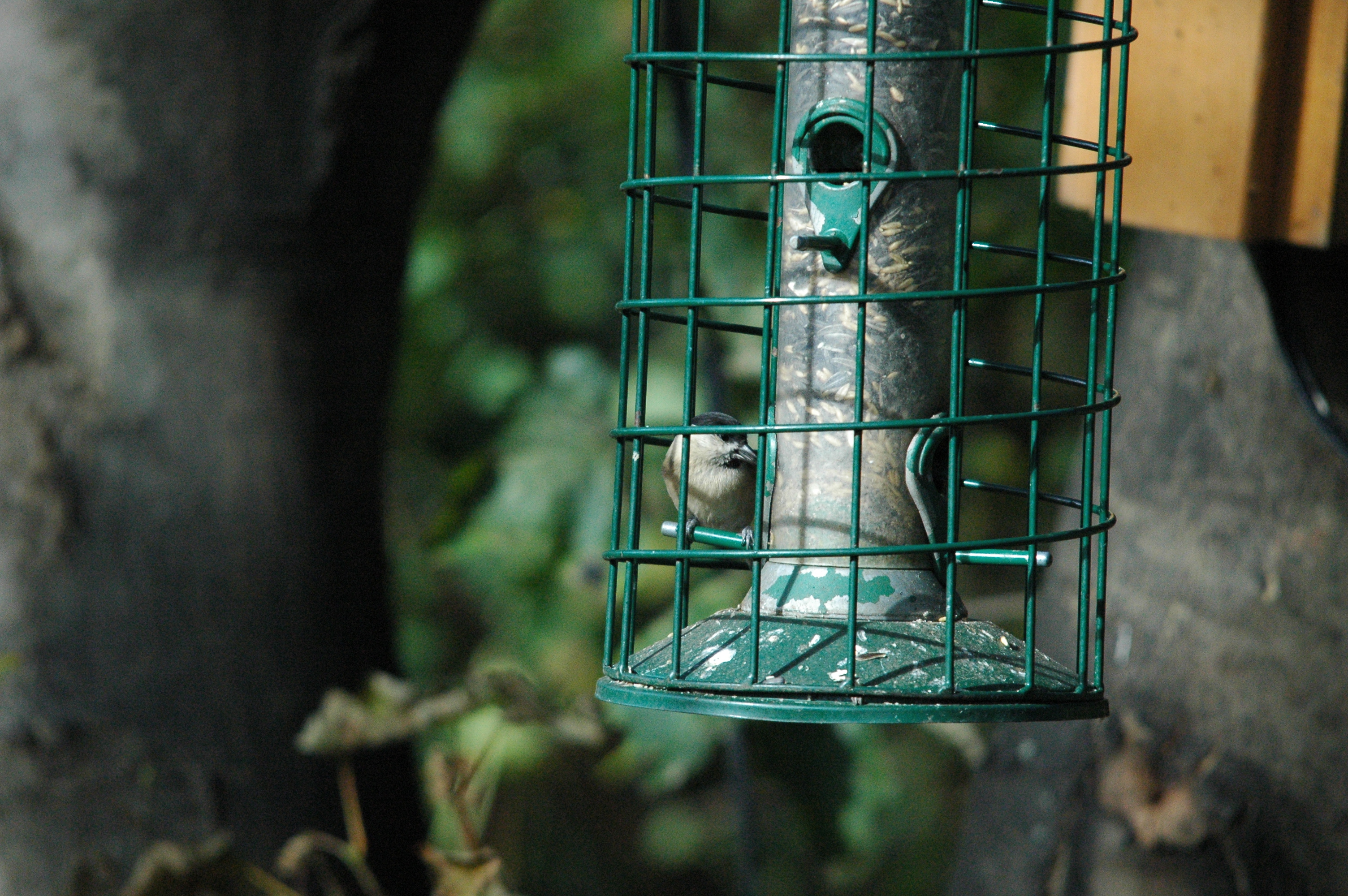 photos/wildlife/Bird_Species/168-Tits-Chickadees/7610-Marsh_Tit/dsc_1245.jpg