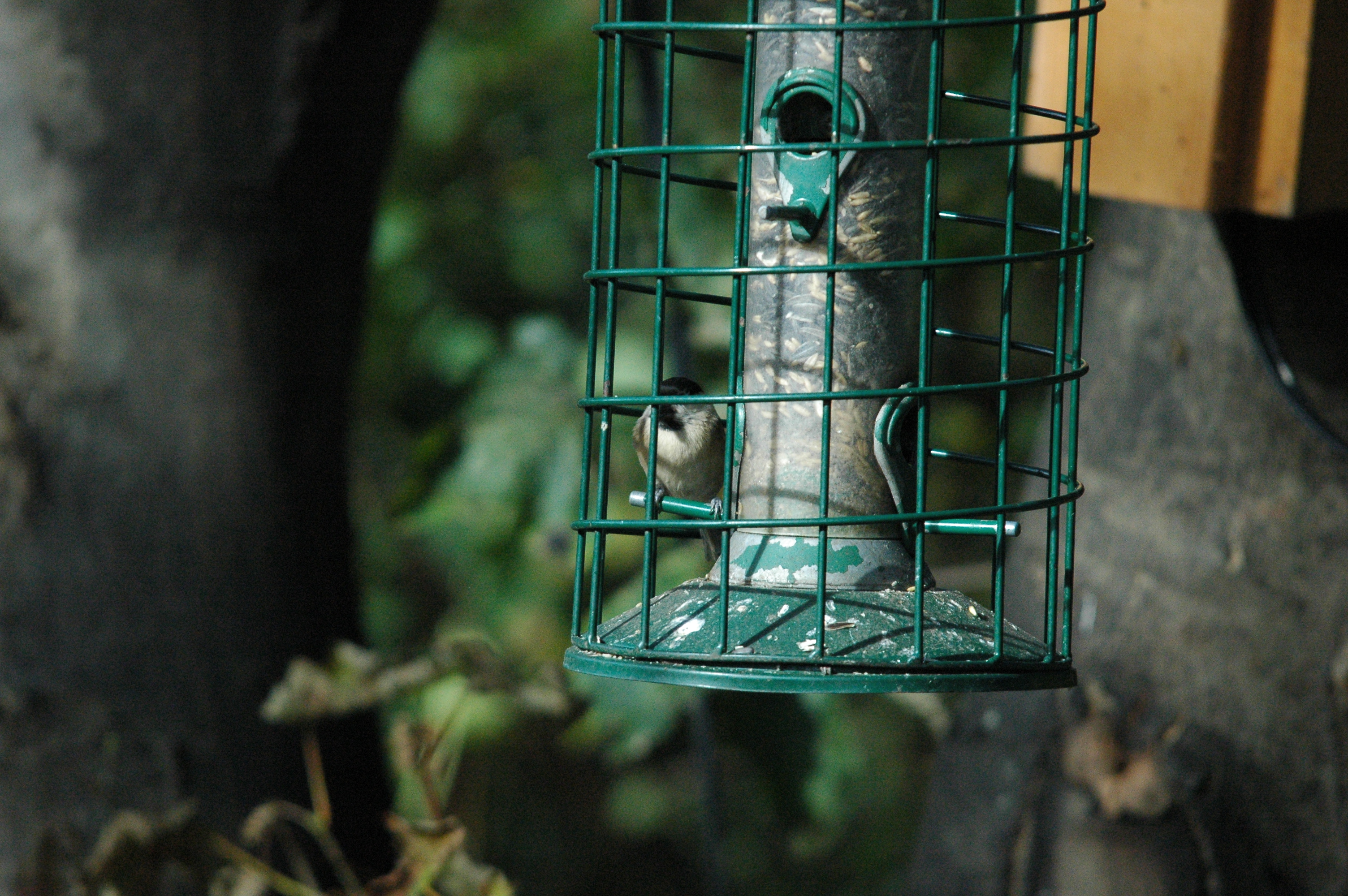 photos/wildlife/Bird_Species/168-Tits-Chickadees/7610-Marsh_Tit/dsc_1246.jpg
