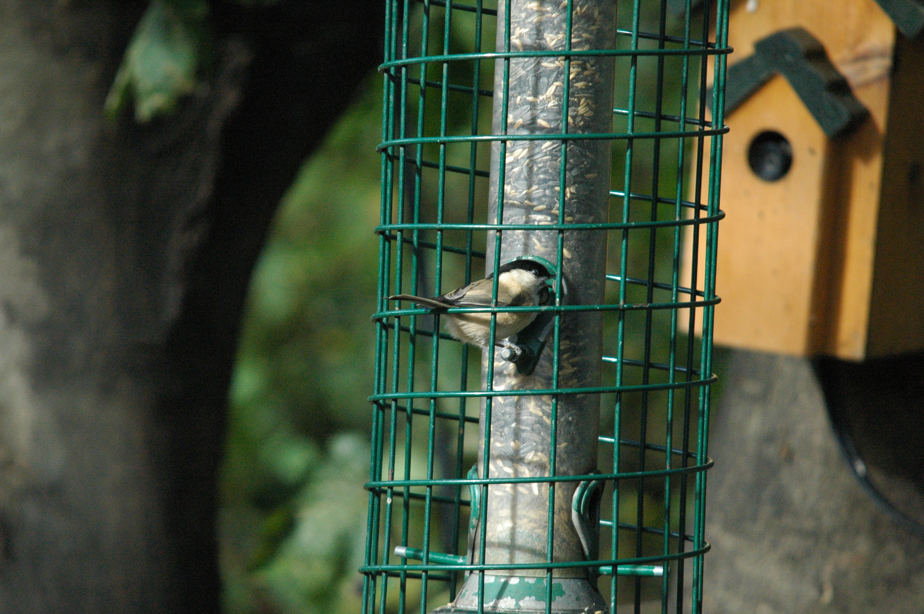 photos/wildlife/Bird_Species/168-Tits-Chickadees/7610-Marsh_Tit/dsc_1247.jpg
