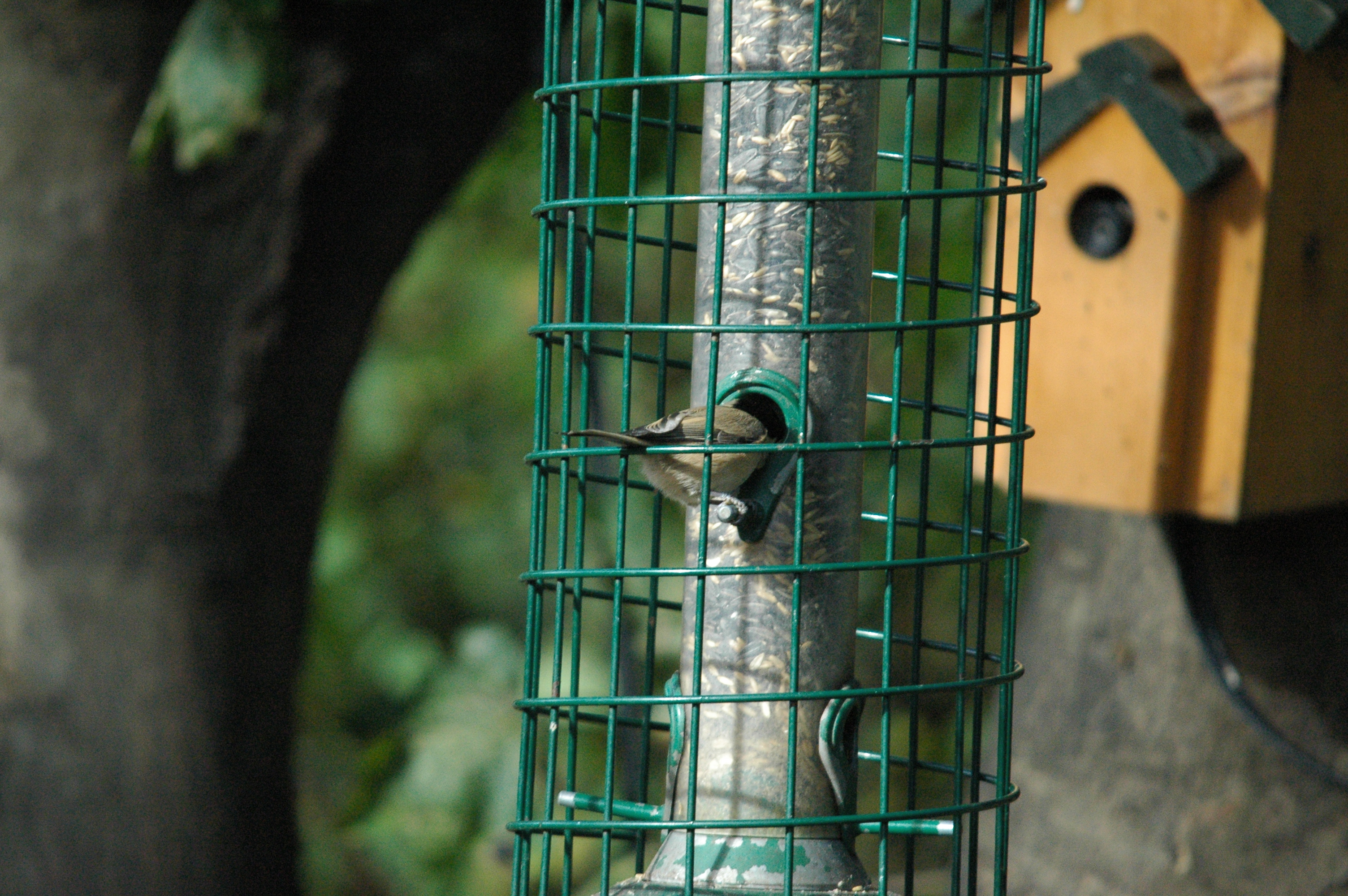 photos/wildlife/Bird_Species/168-Tits-Chickadees/7610-Marsh_Tit/dsc_1248.jpg
