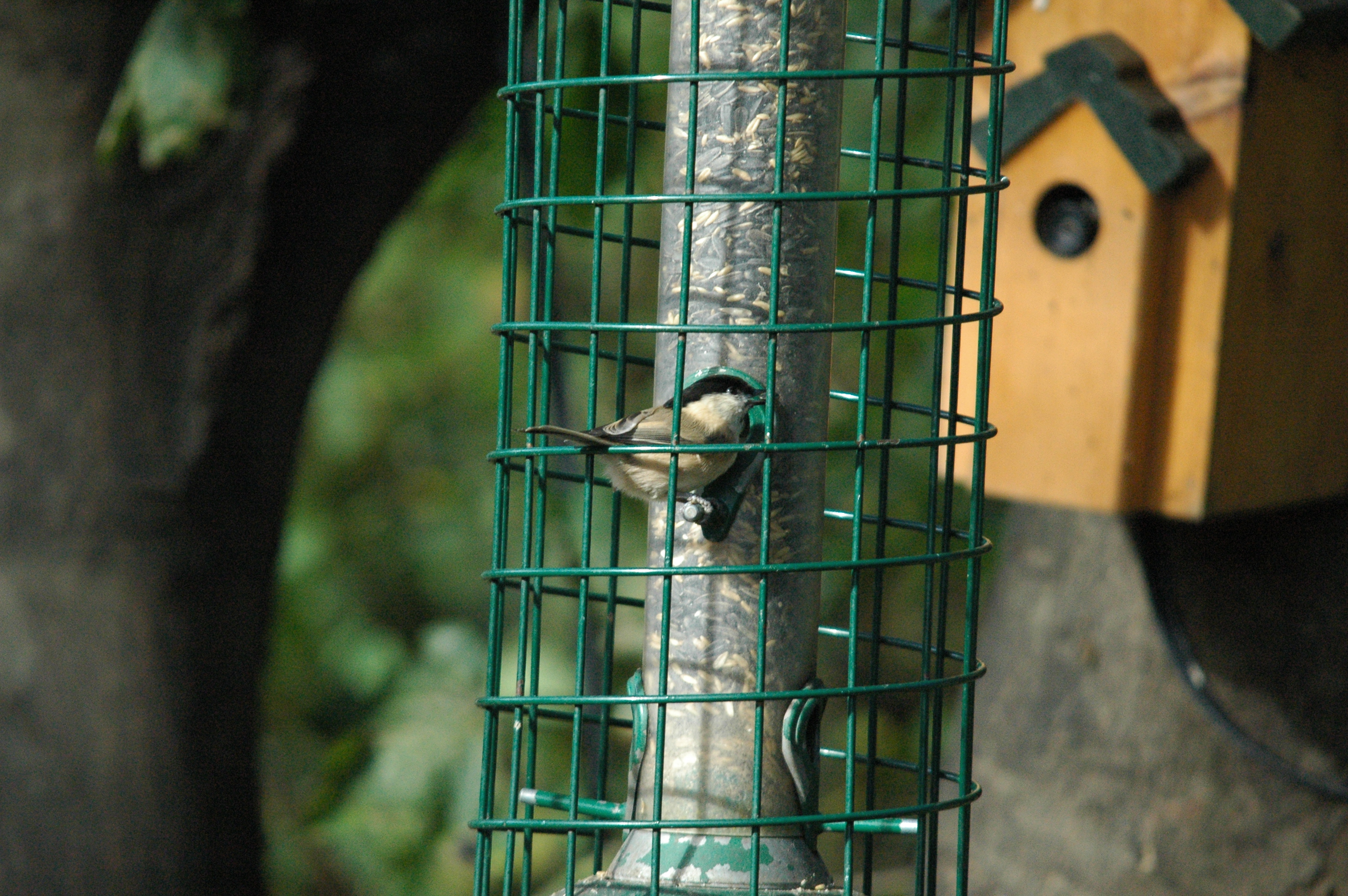photos/wildlife/Bird_Species/168-Tits-Chickadees/7610-Marsh_Tit/dsc_1249.jpg