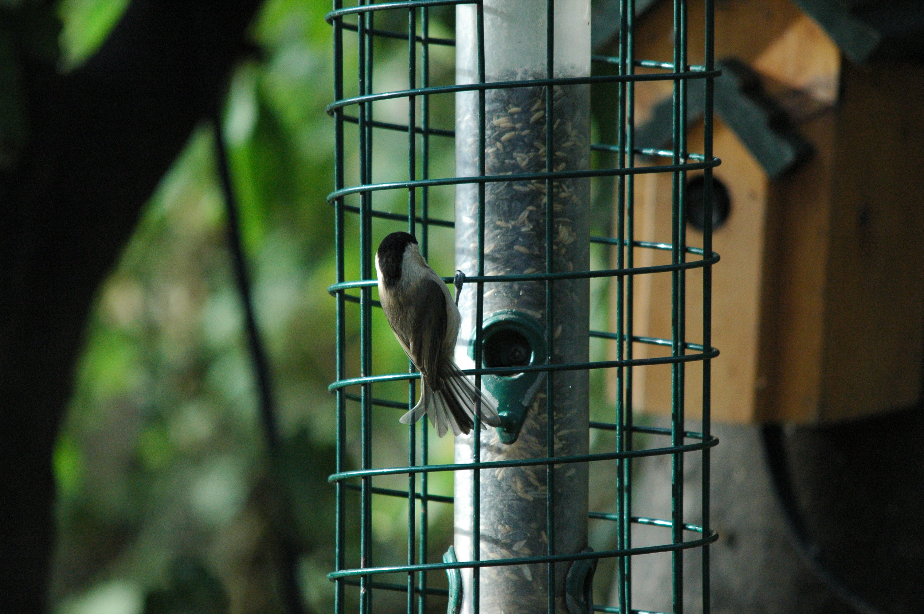 photos/wildlife/Bird_Species/168-Tits-Chickadees/7610-Marsh_Tit/dsc_1347.jpg