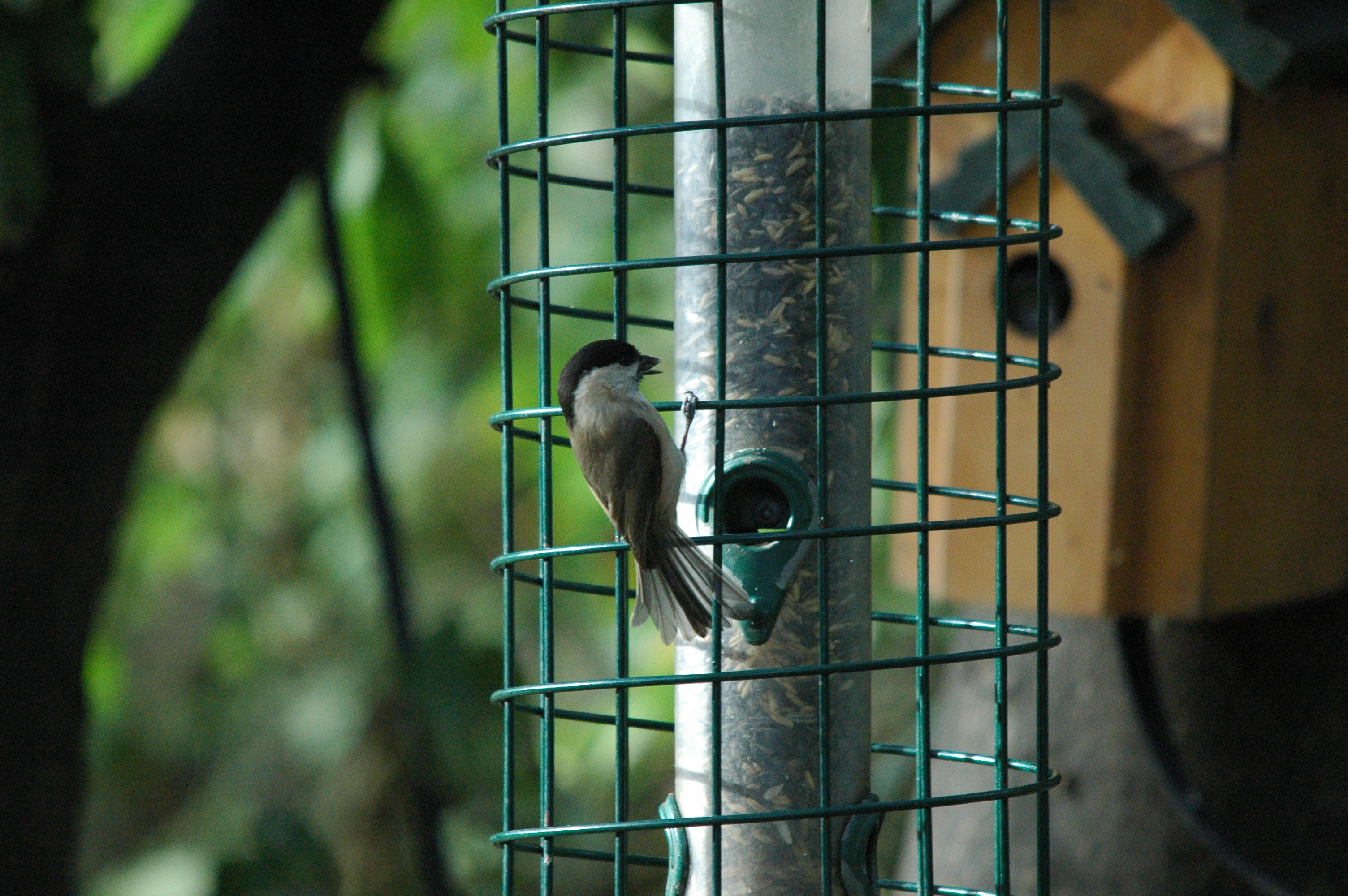 photos/wildlife/Bird_Species/168-Tits-Chickadees/7610-Marsh_Tit/dsc_1348.jpg