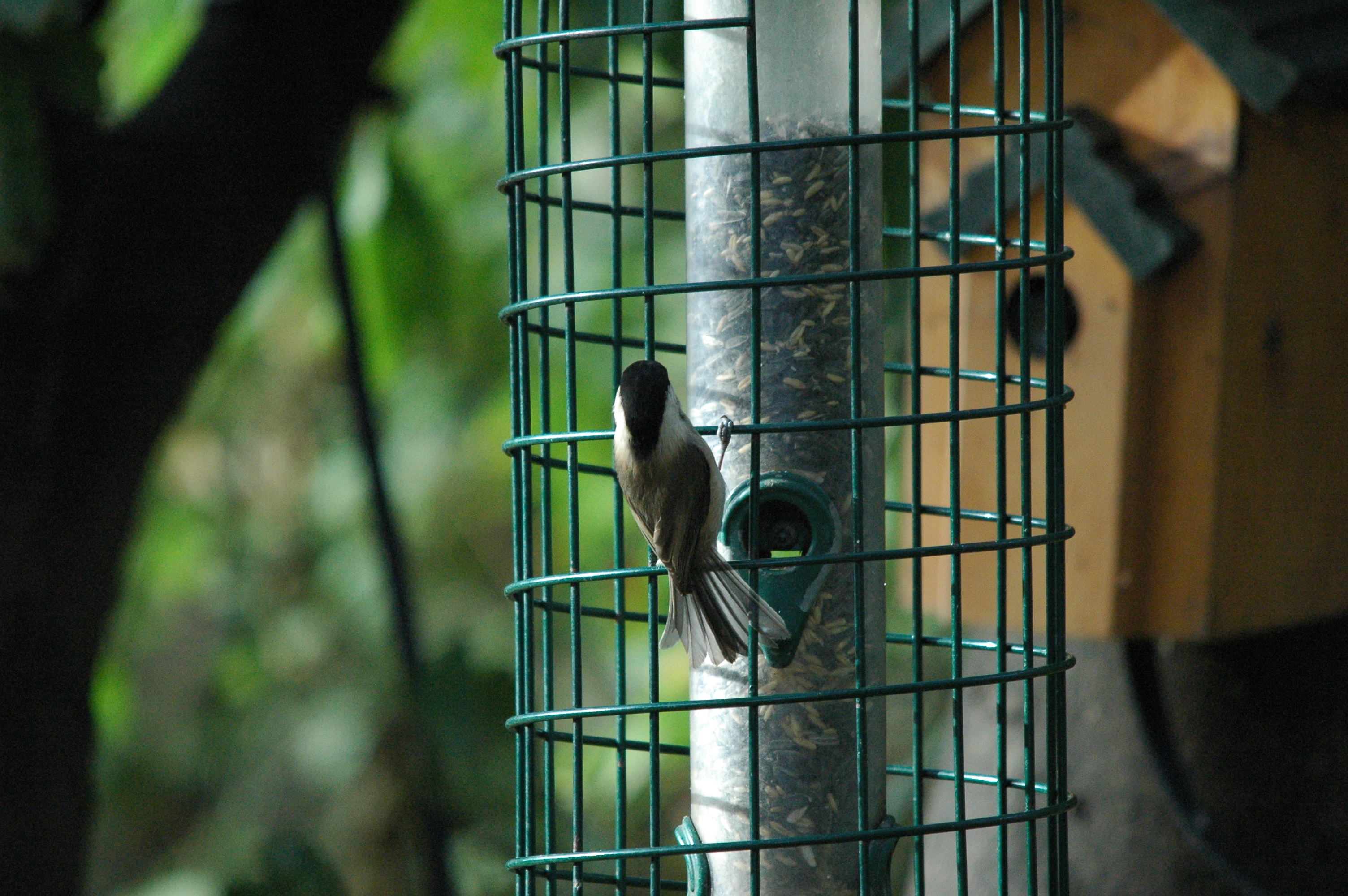 photos/wildlife/Bird_Species/168-Tits-Chickadees/7610-Marsh_Tit/dsc_1349.jpg