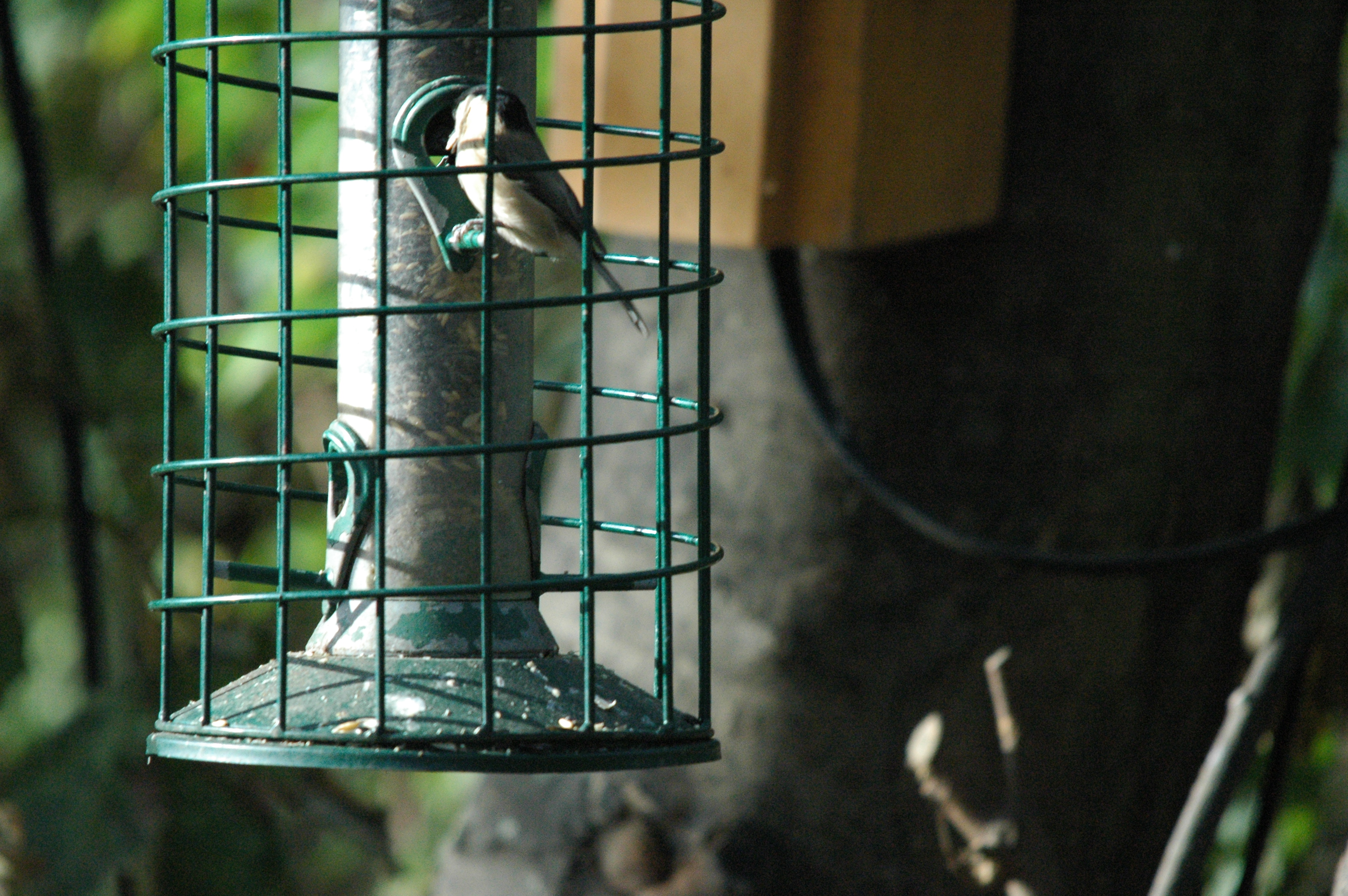 photos/wildlife/Bird_Species/168-Tits-Chickadees/7610-Marsh_Tit/dsc_1353.jpg