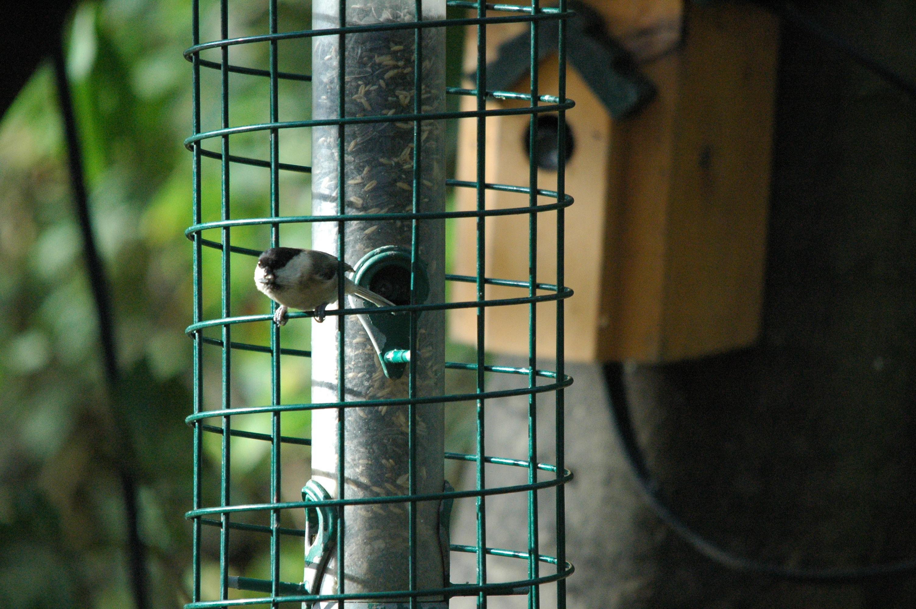 photos/wildlife/Bird_Species/168-Tits-Chickadees/7610-Marsh_Tit/dsc_1354.jpg