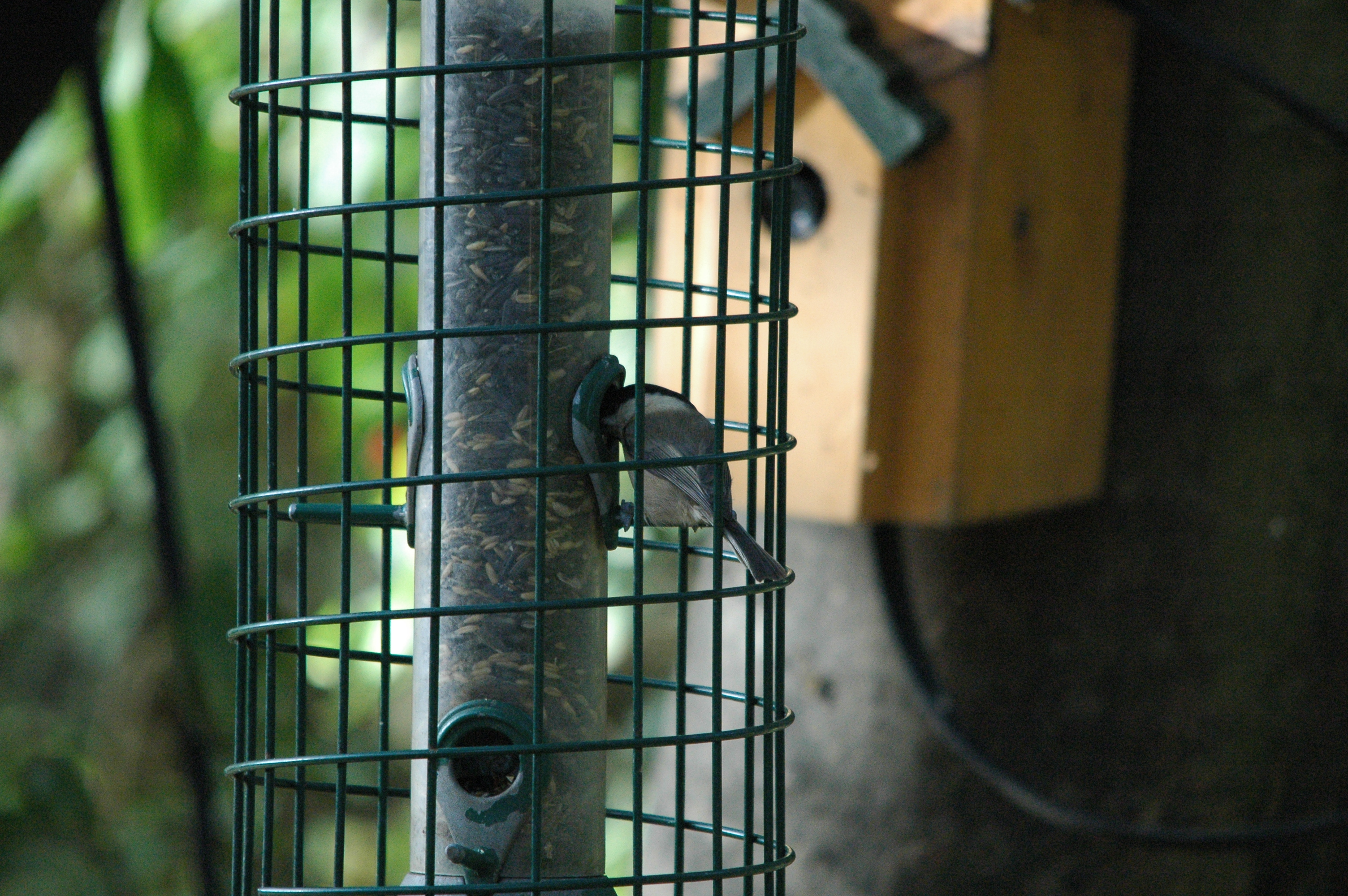 photos/wildlife/Bird_Species/168-Tits-Chickadees/7610-Marsh_Tit/dsc_1384.jpg
