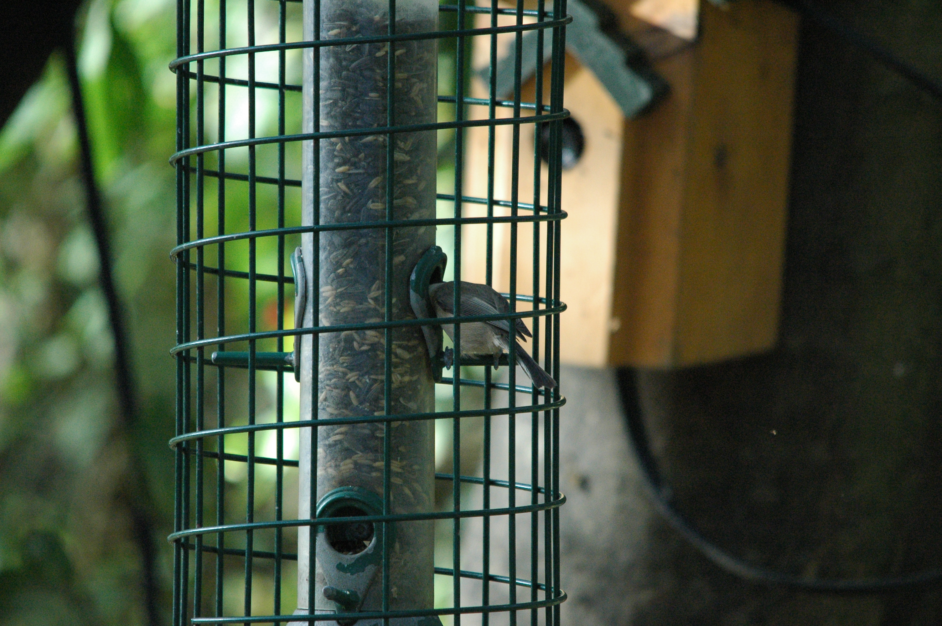 photos/wildlife/Bird_Species/168-Tits-Chickadees/7610-Marsh_Tit/dsc_1385.jpg
