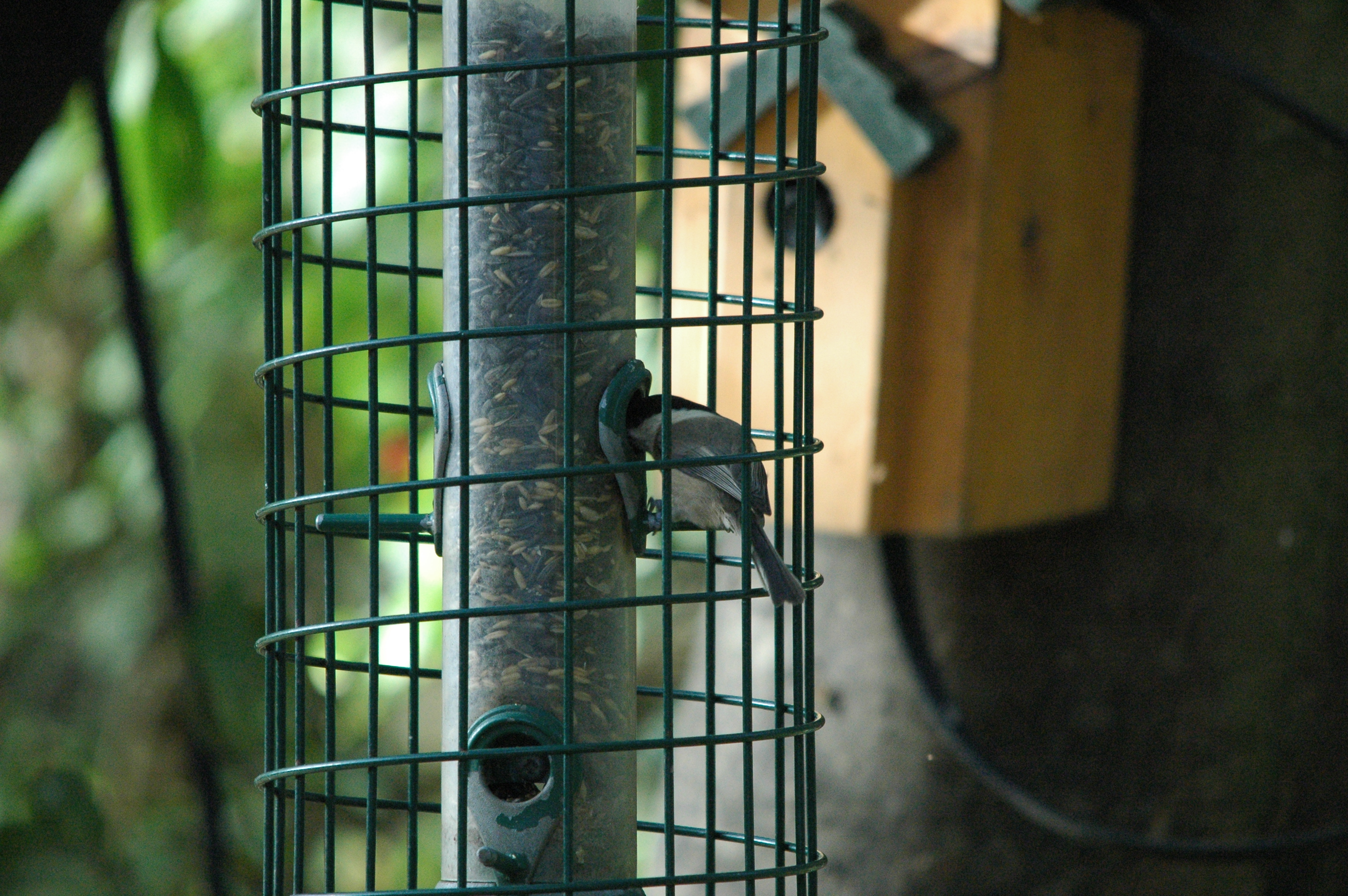 photos/wildlife/Bird_Species/168-Tits-Chickadees/7610-Marsh_Tit/dsc_1386.jpg