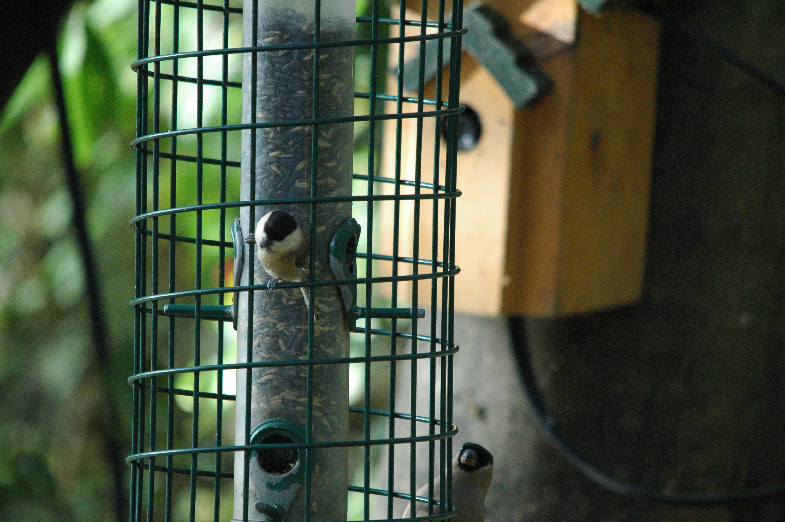 photos/wildlife/Bird_Species/168-Tits-Chickadees/7610-Marsh_Tit/dsc_1387.jpg