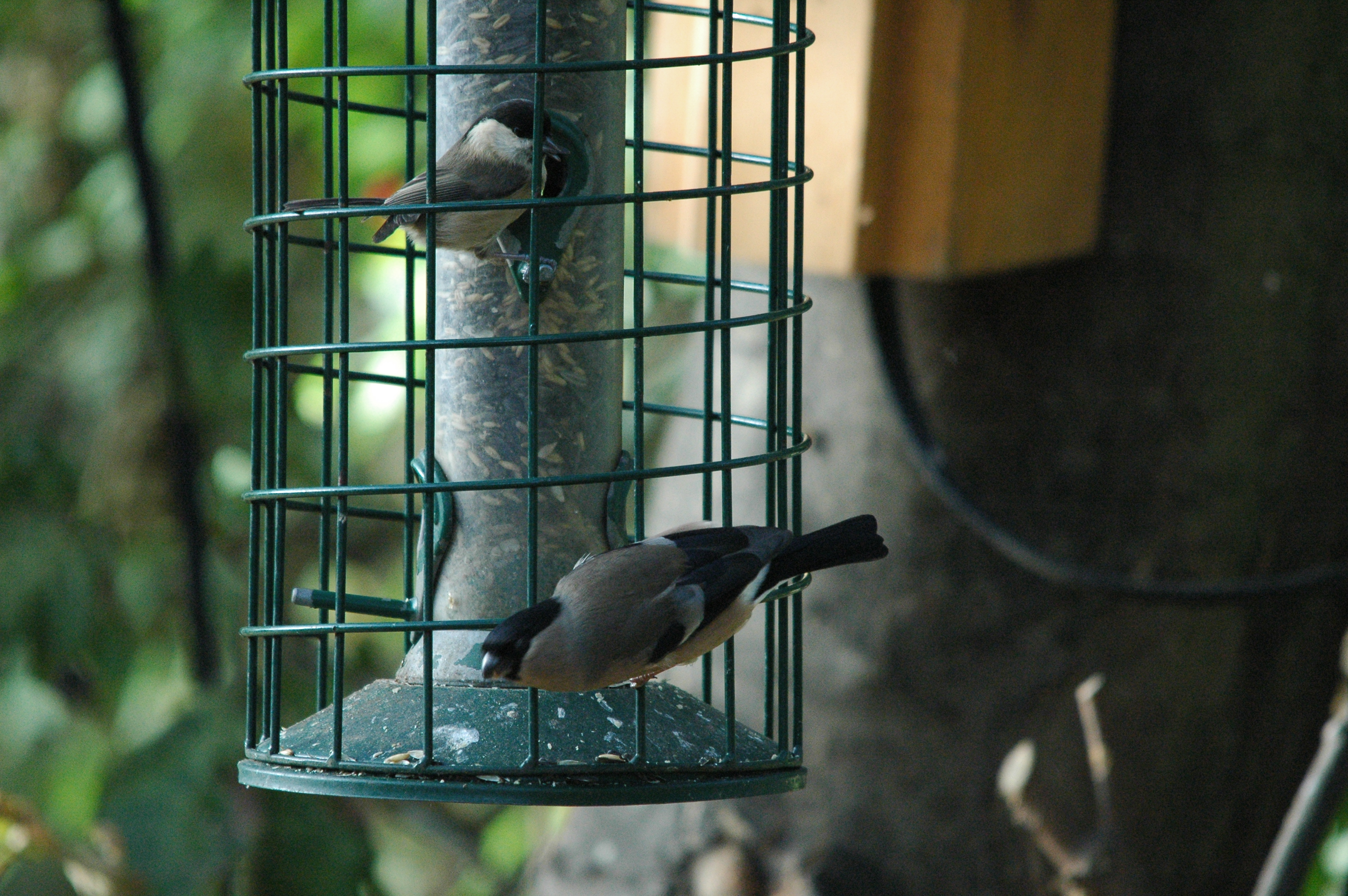 photos/wildlife/Bird_Species/168-Tits-Chickadees/7610-Marsh_Tit/dsc_1394.jpg