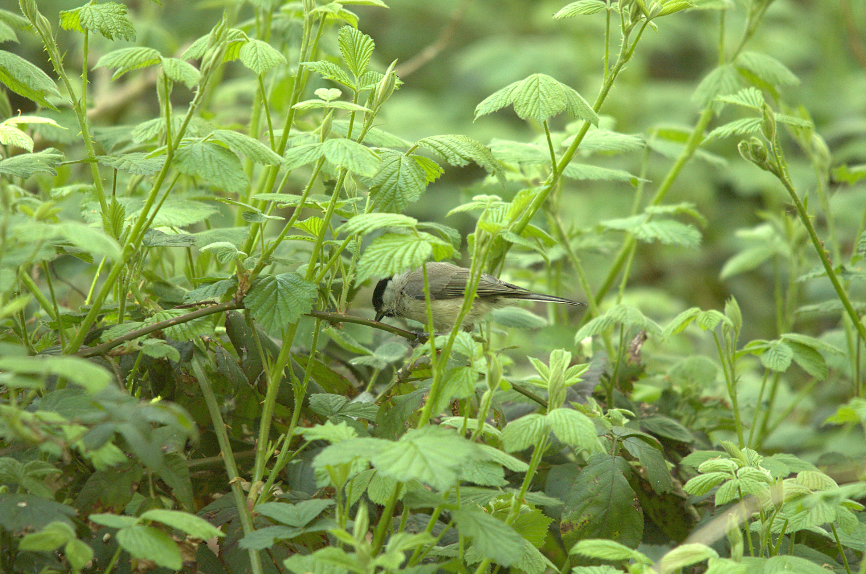 photos/wildlife/Bird_Species/168-Tits-Chickadees/7610-Marsh_Tit/dsc_2072.jpg