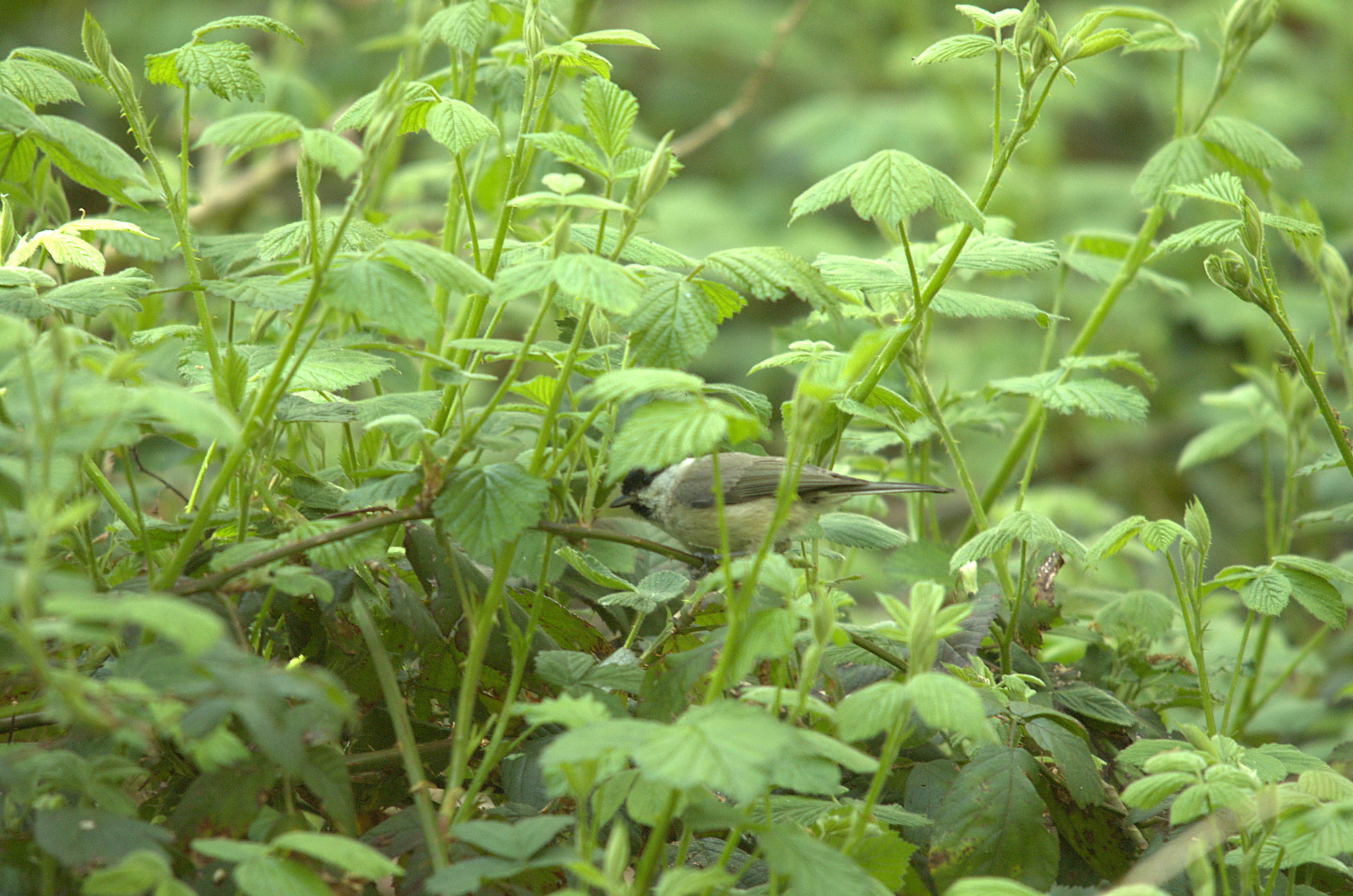 photos/wildlife/Bird_Species/168-Tits-Chickadees/7610-Marsh_Tit/dsc_2073.jpg