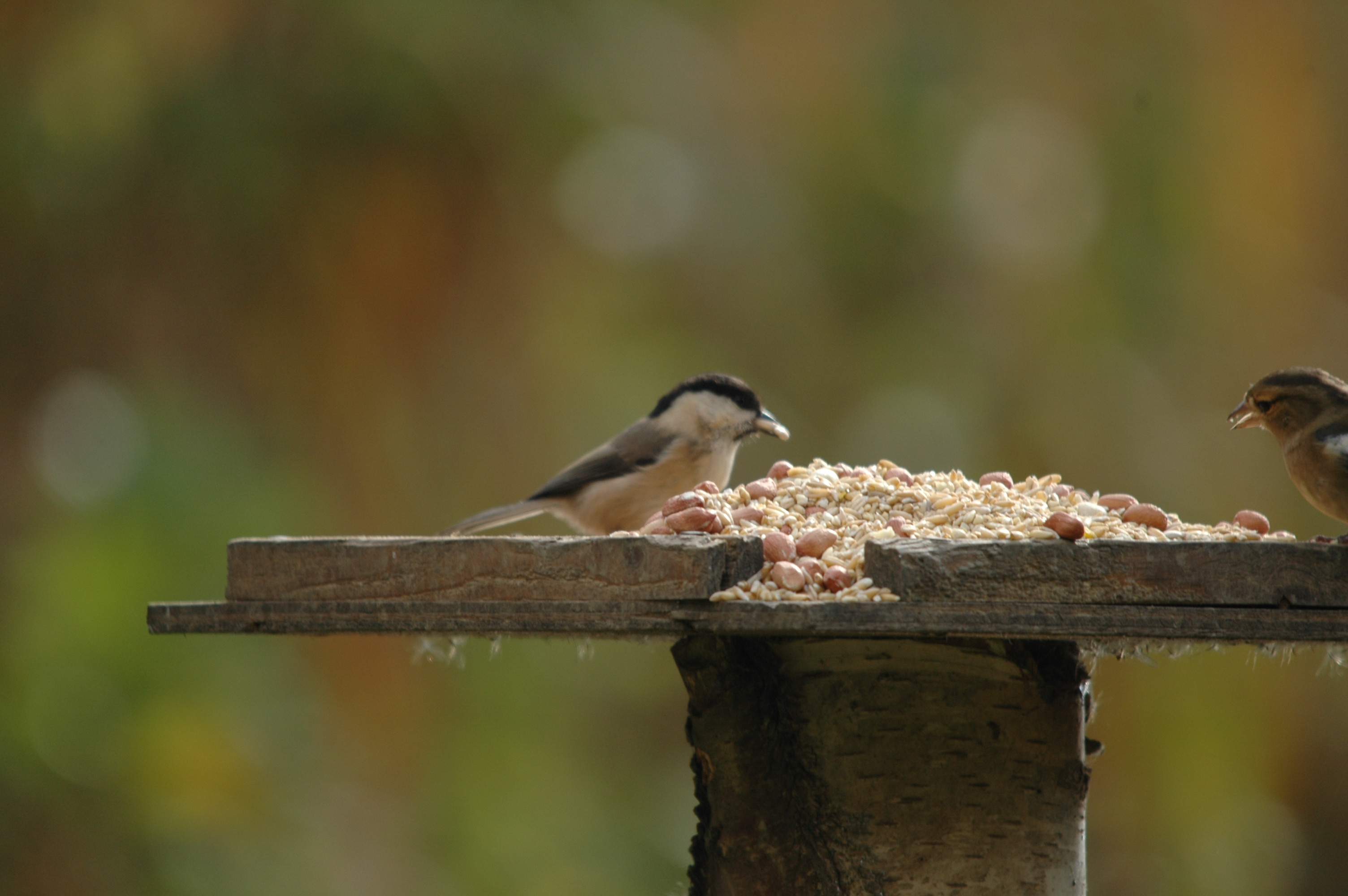 photos/wildlife/Bird_Species/168-Tits-Chickadees/7612-Willow_Tit/DSC_4072.JPG
