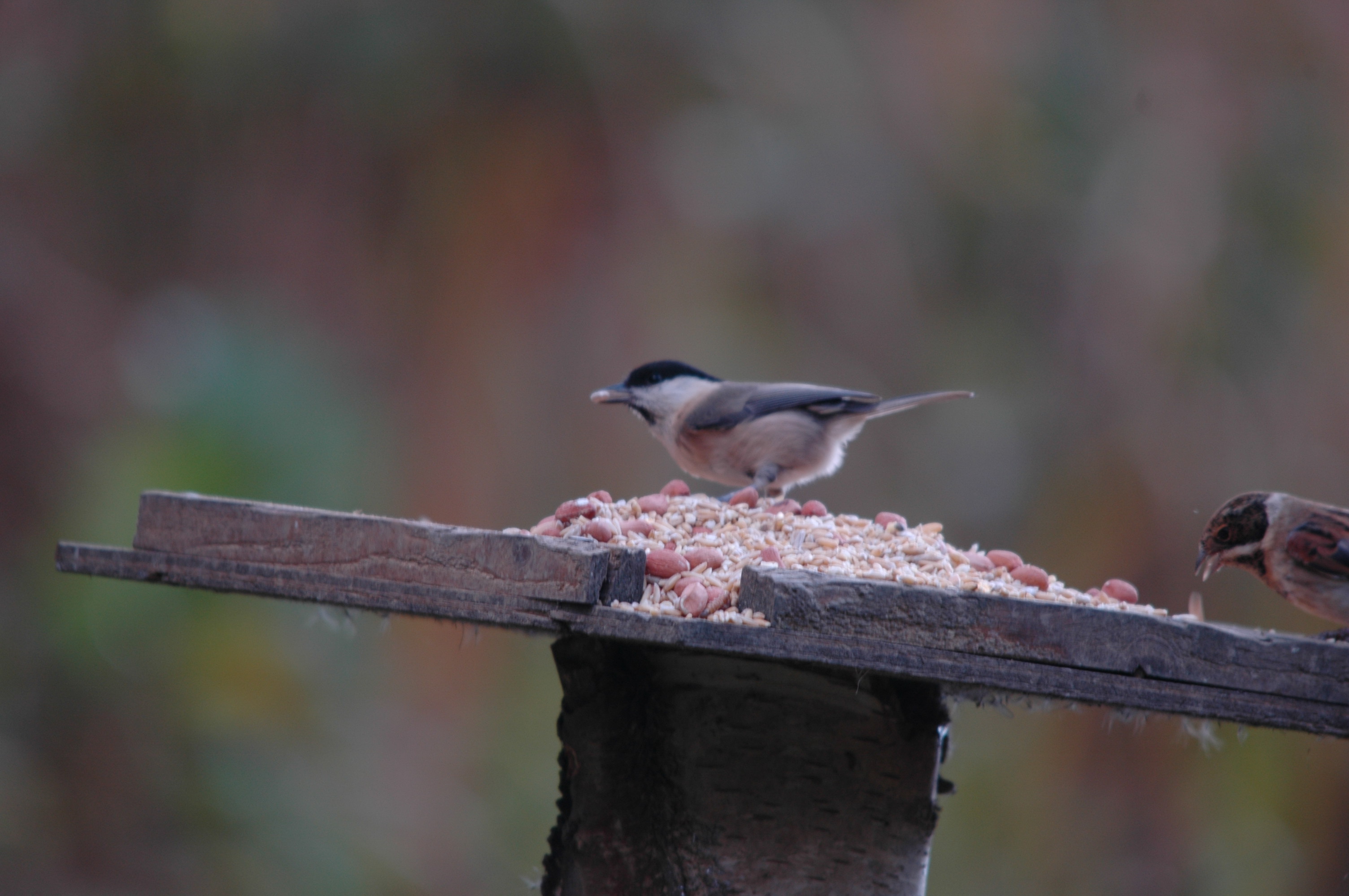 photos/wildlife/Bird_Species/168-Tits-Chickadees/7612-Willow_Tit/DSC_4094.JPG