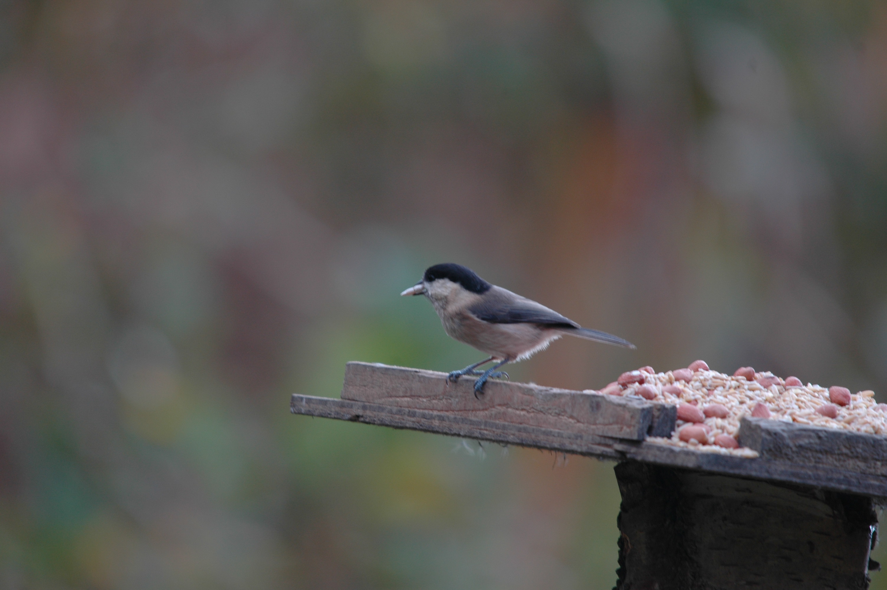 photos/wildlife/Bird_Species/168-Tits-Chickadees/7612-Willow_Tit/DSC_4096.JPG