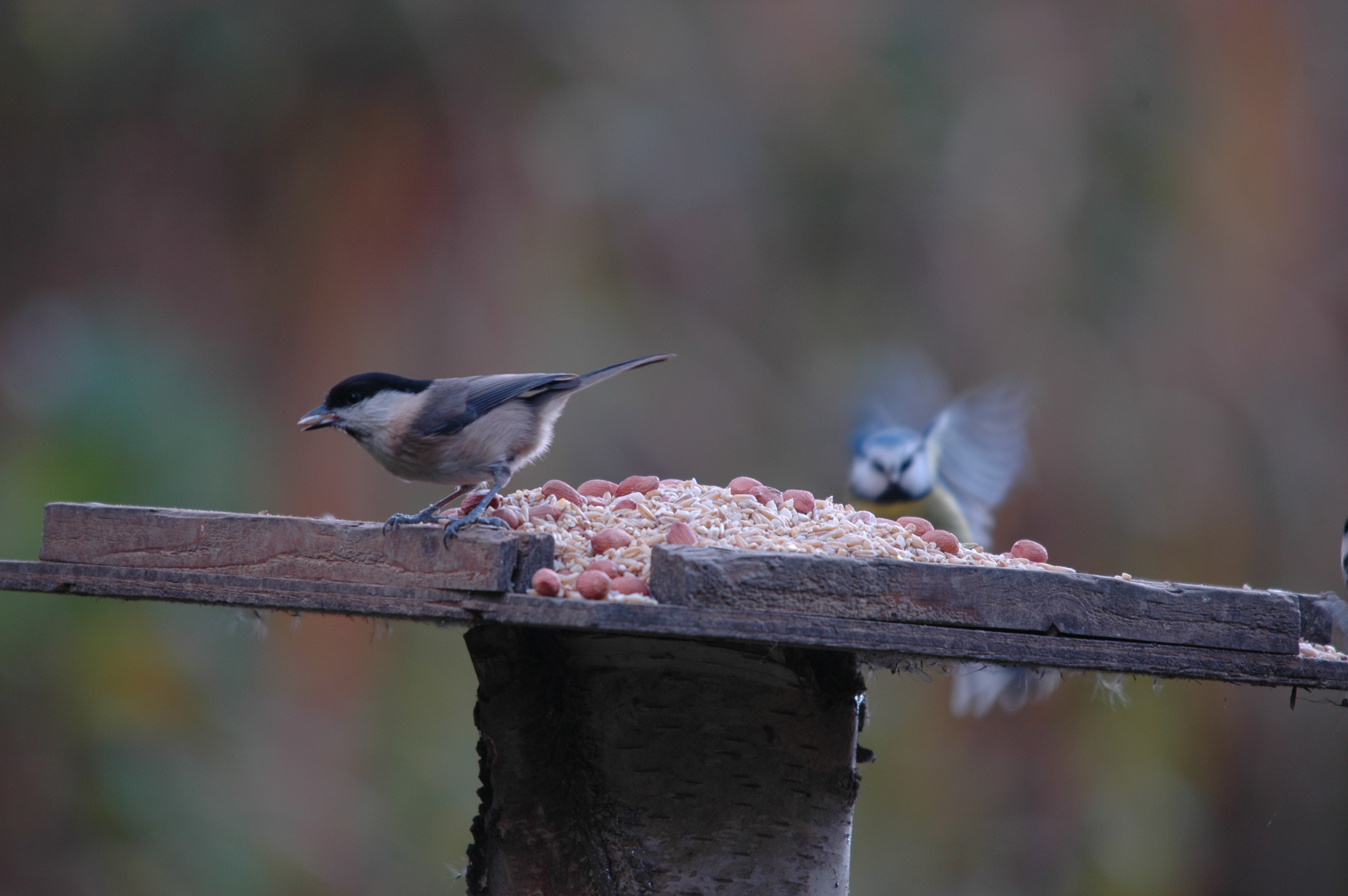 photos/wildlife/Bird_Species/168-Tits-Chickadees/7612-Willow_Tit/DSC_4107.JPG