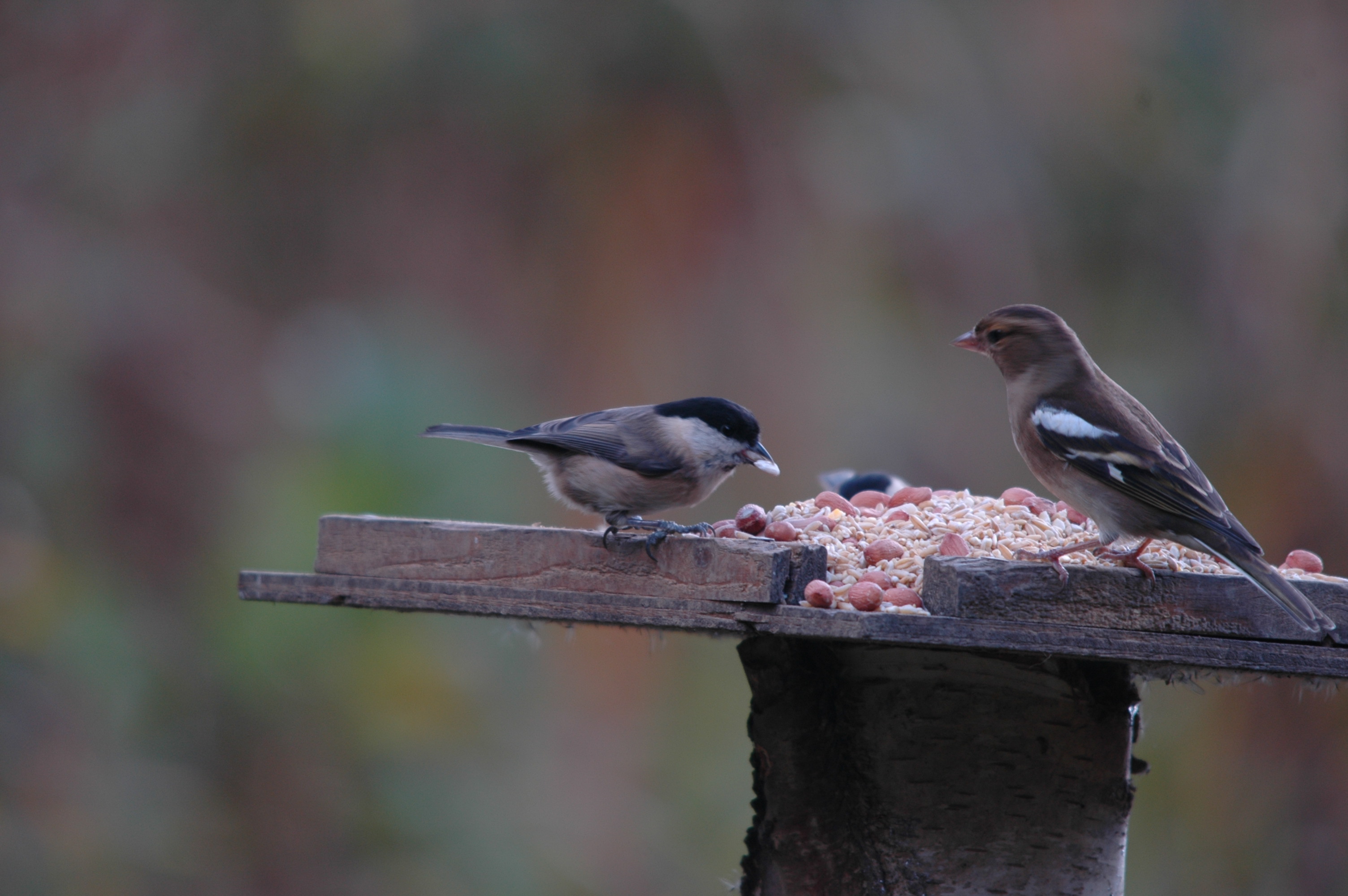 photos/wildlife/Bird_Species/168-Tits-Chickadees/7612-Willow_Tit/DSC_4110.JPG