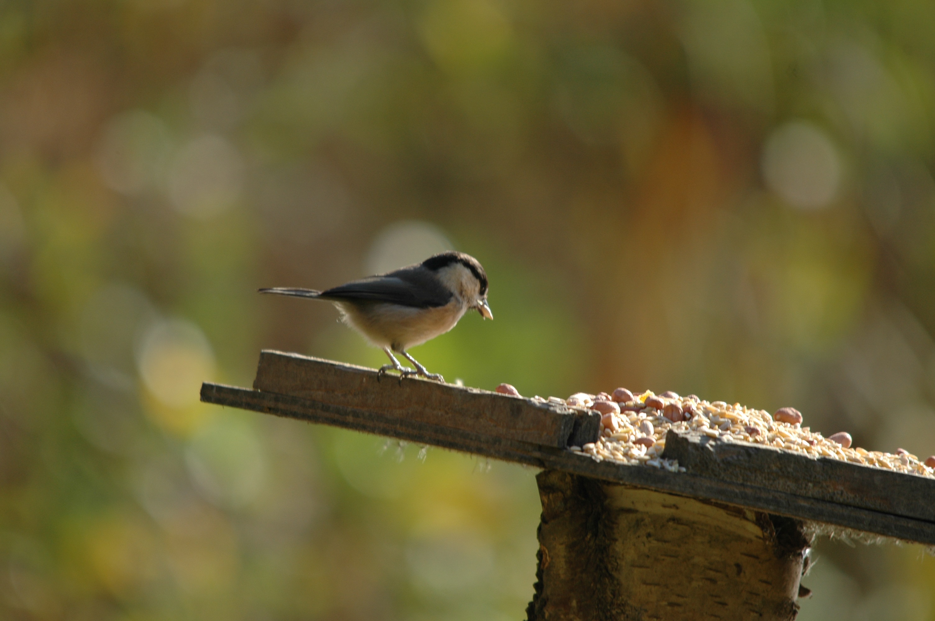 photos/wildlife/Bird_Species/168-Tits-Chickadees/7612-Willow_Tit/DSC_4117.JPG