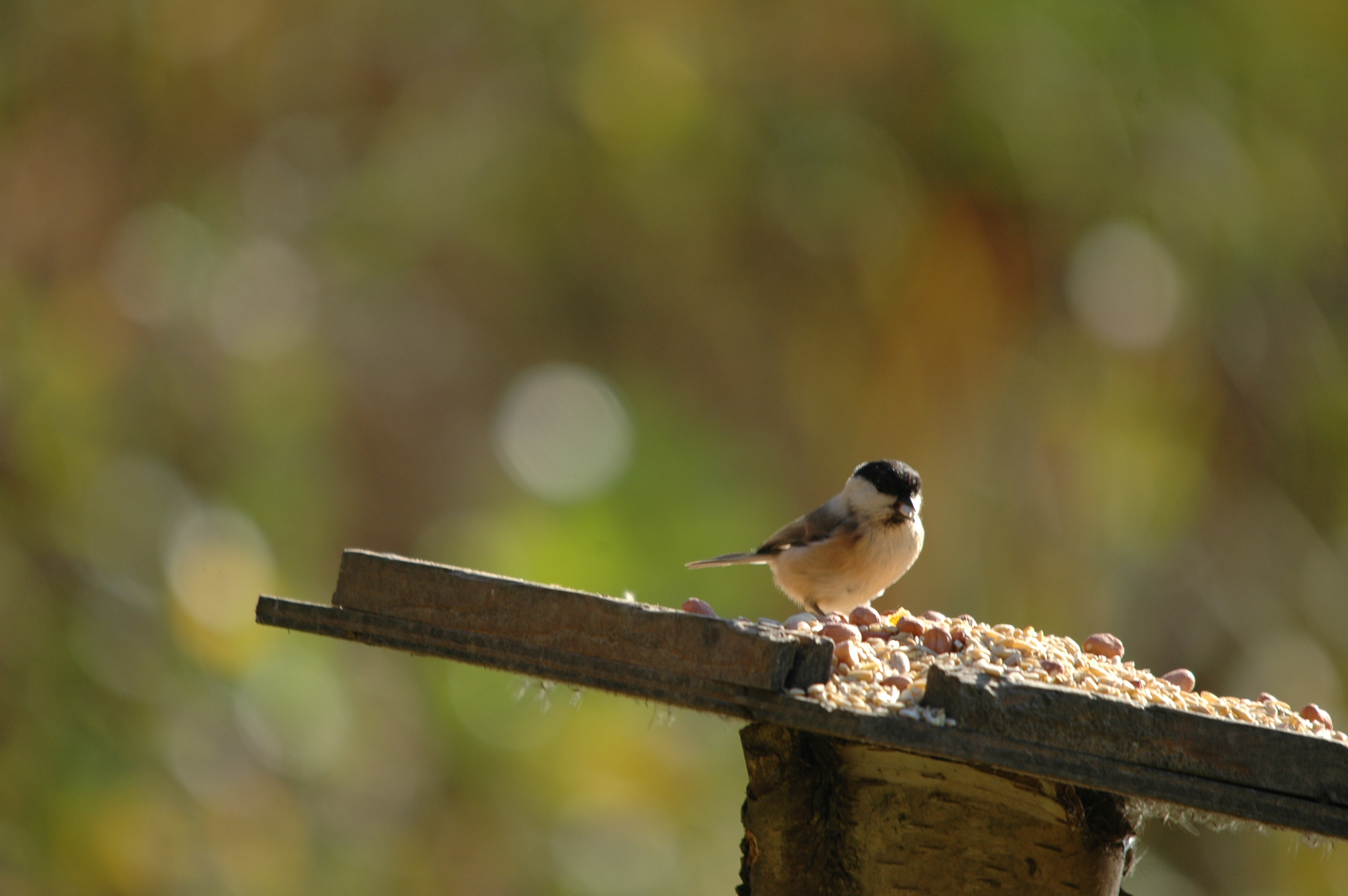 photos/wildlife/Bird_Species/168-Tits-Chickadees/7612-Willow_Tit/DSC_4118.JPG