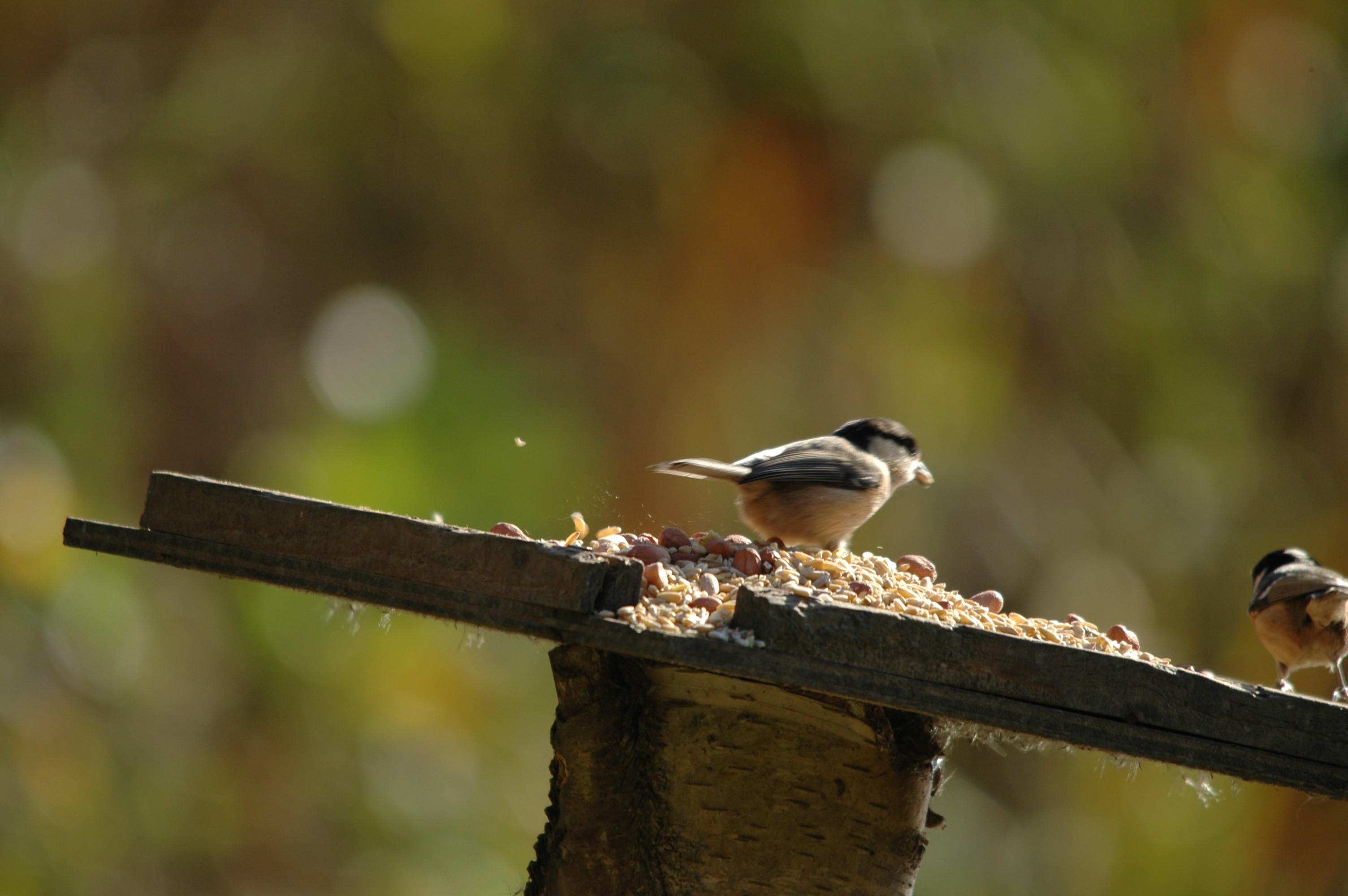 photos/wildlife/Bird_Species/168-Tits-Chickadees/7612-Willow_Tit/DSC_4119.JPG