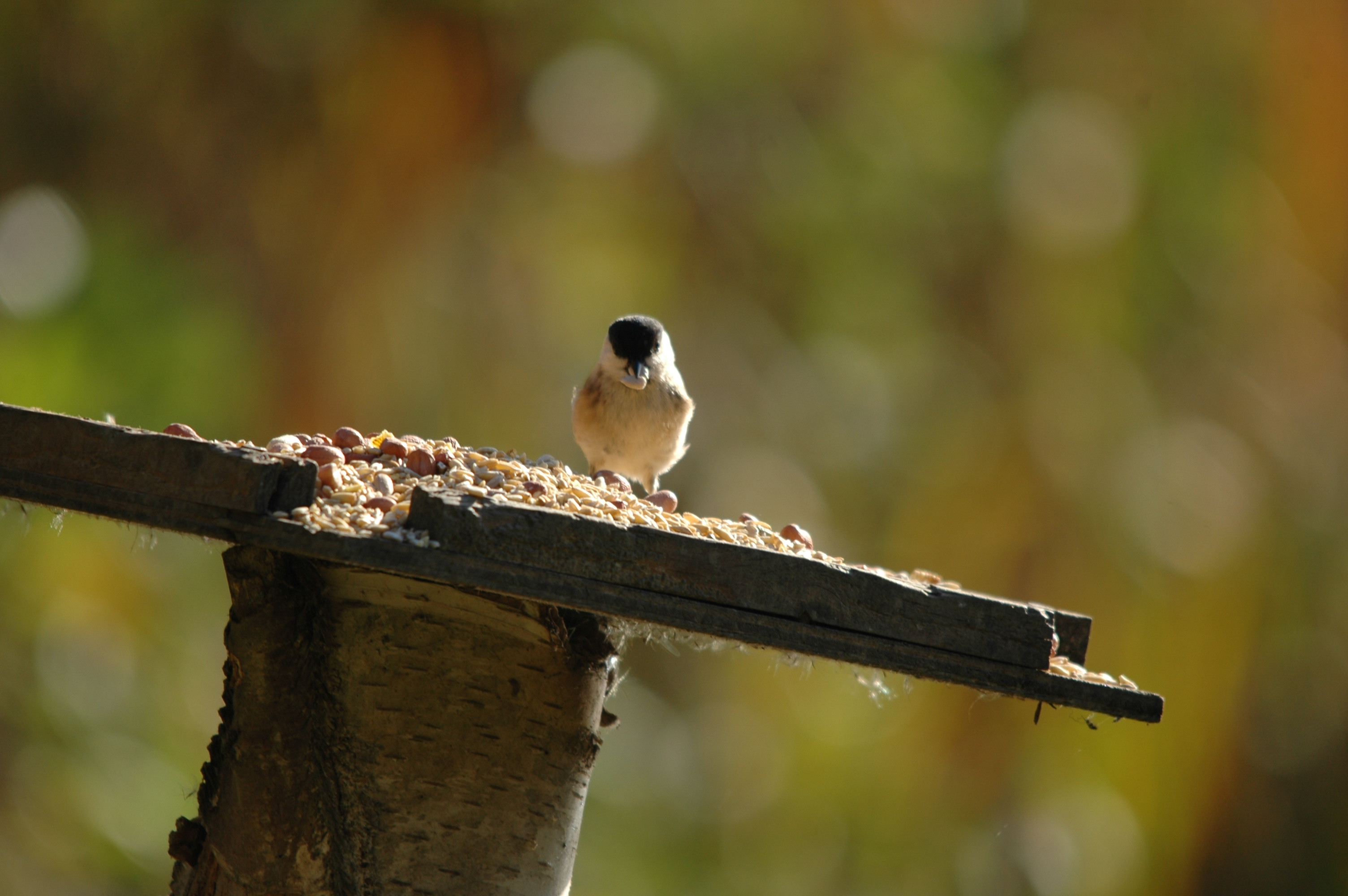 photos/wildlife/Bird_Species/168-Tits-Chickadees/7612-Willow_Tit/DSC_4122.JPG