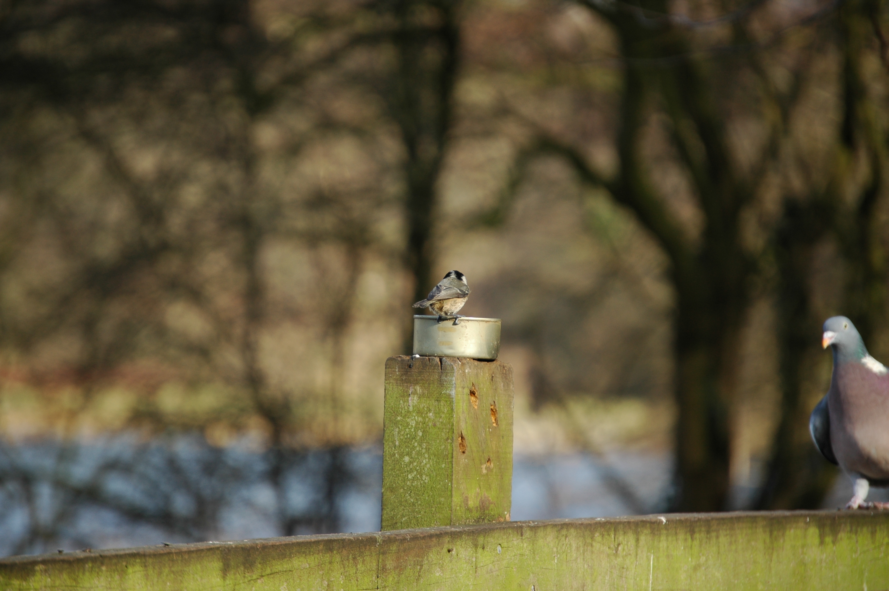 photos/wildlife/Bird_Species/168-Tits-Chickadees/7625-Coal_Tit/20060217-Wellbeck-01.jpg